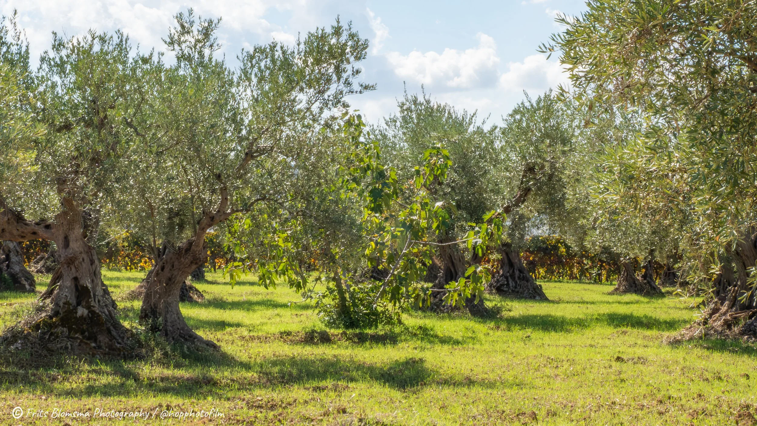 cianciana-034011_hop_web.jpg