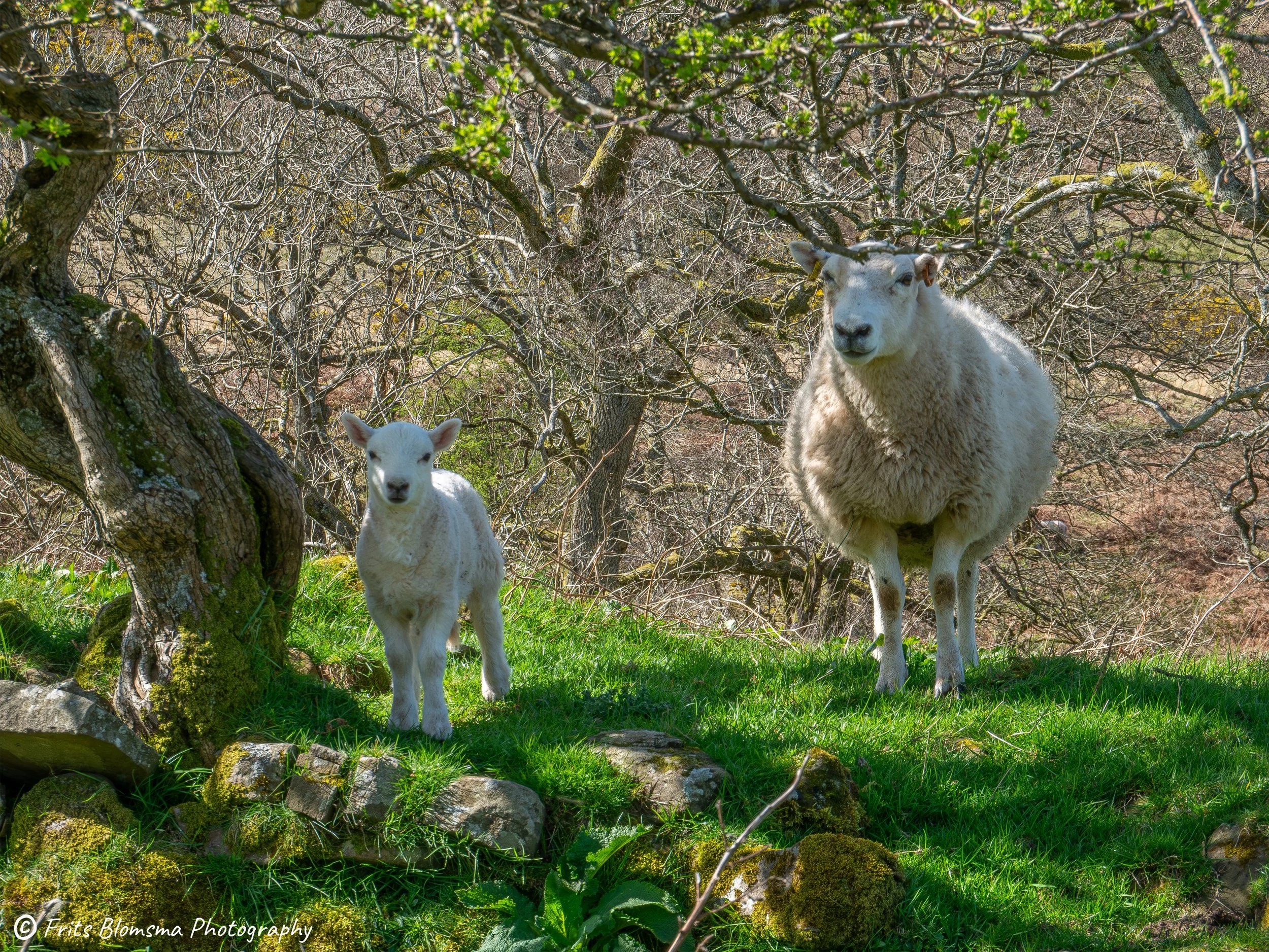 A3 Print | Order Code A3_wales_brecon_1330045_fb