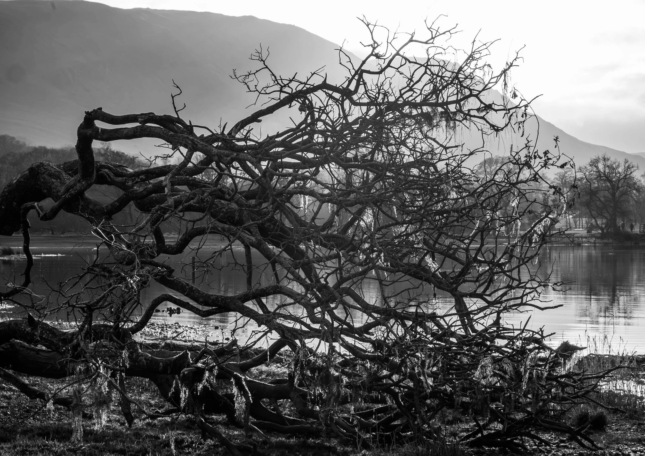 A3 Print | Order Code A31310443 B&W