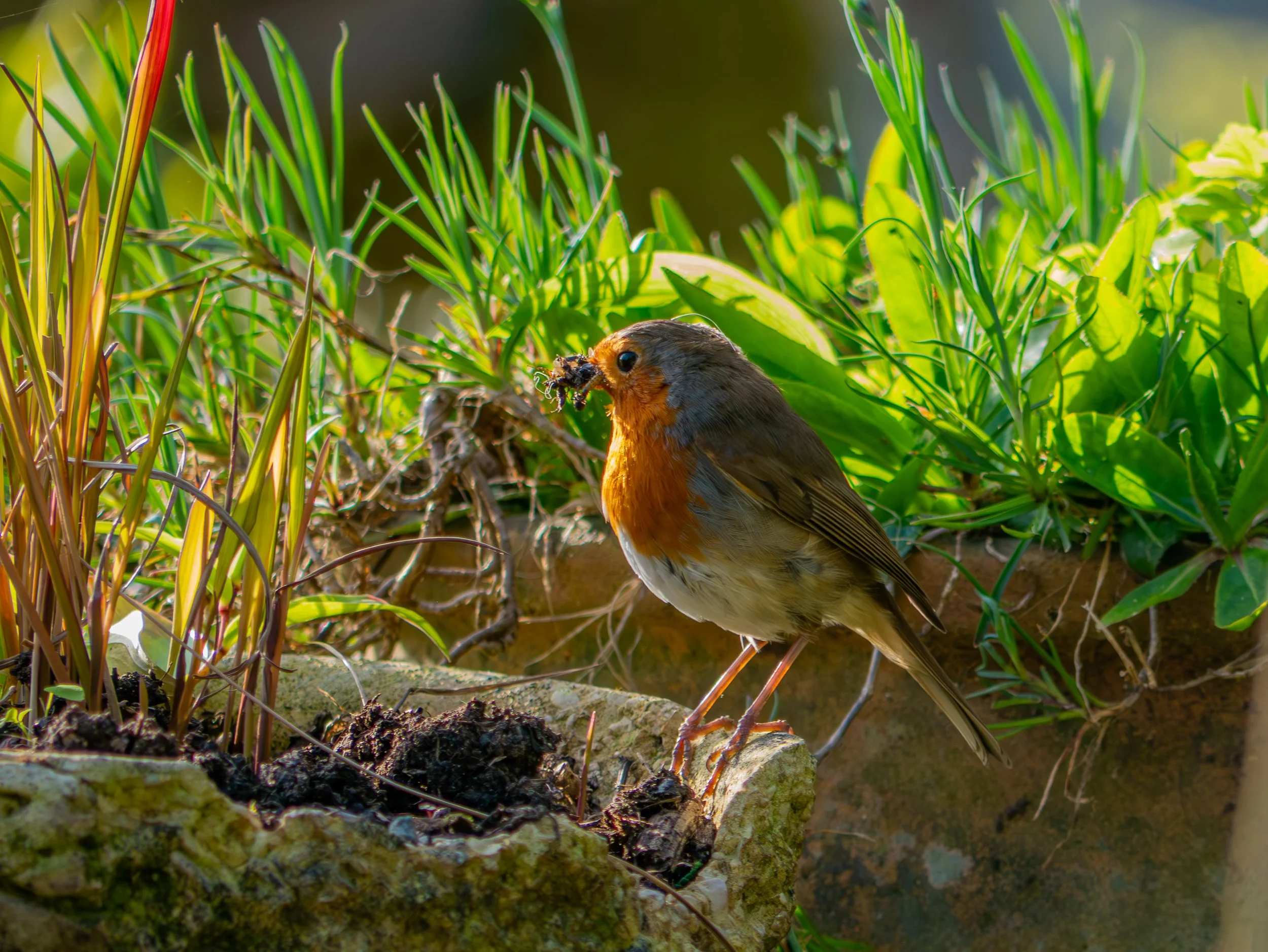 A3 Print | Order Code A3_wales_birds-1180318