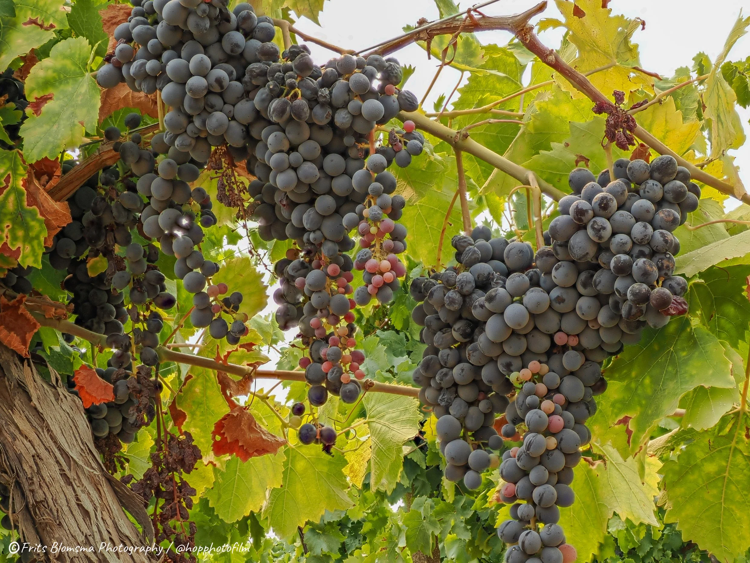 cianciana_8282563_hop_web.jpg