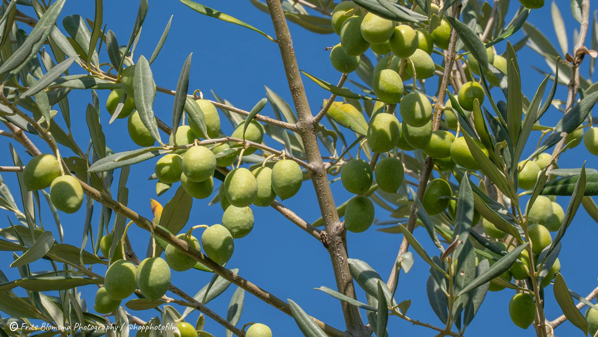 cianciana-023995_hop_web.jpg