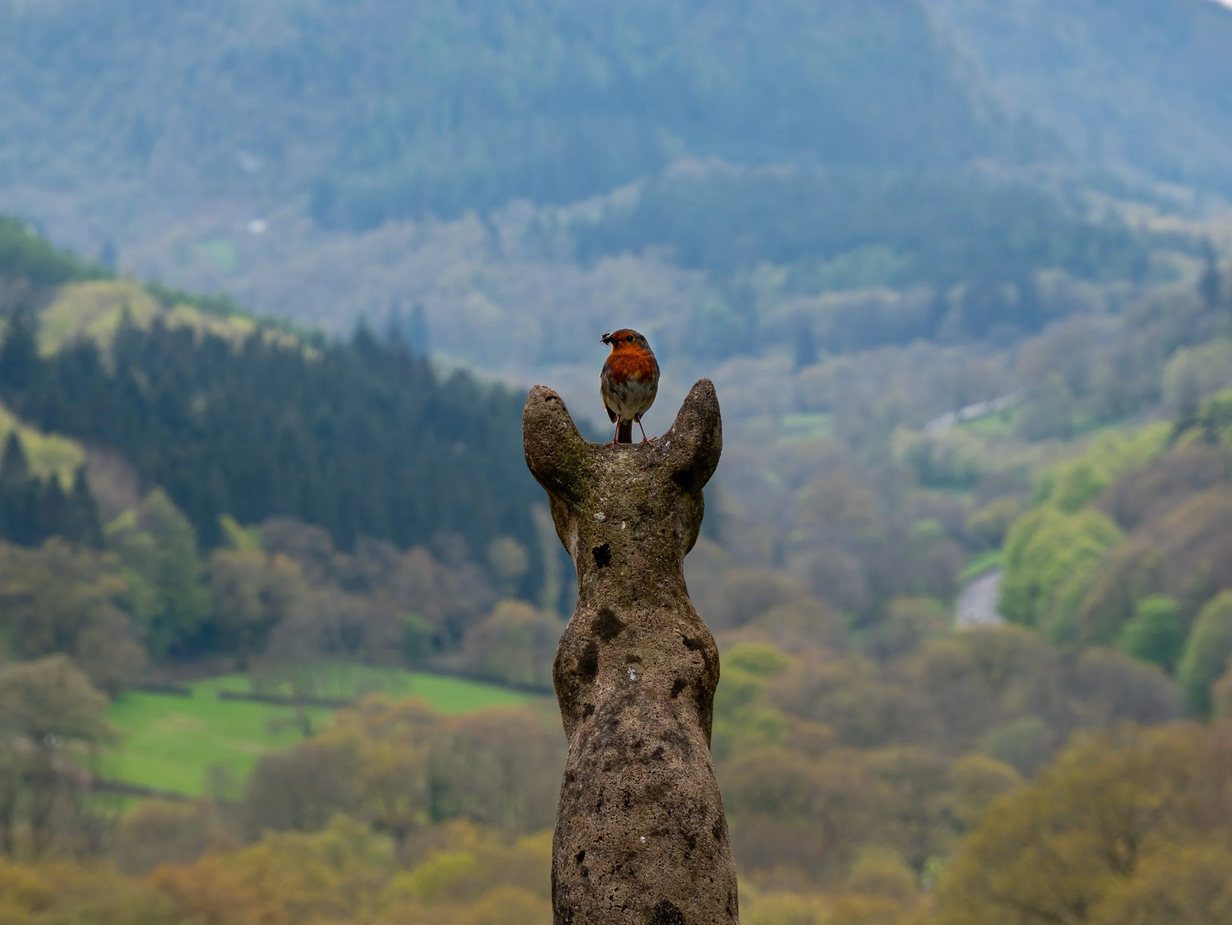 A3 Print | Order Code A3_wales_birds-1180355