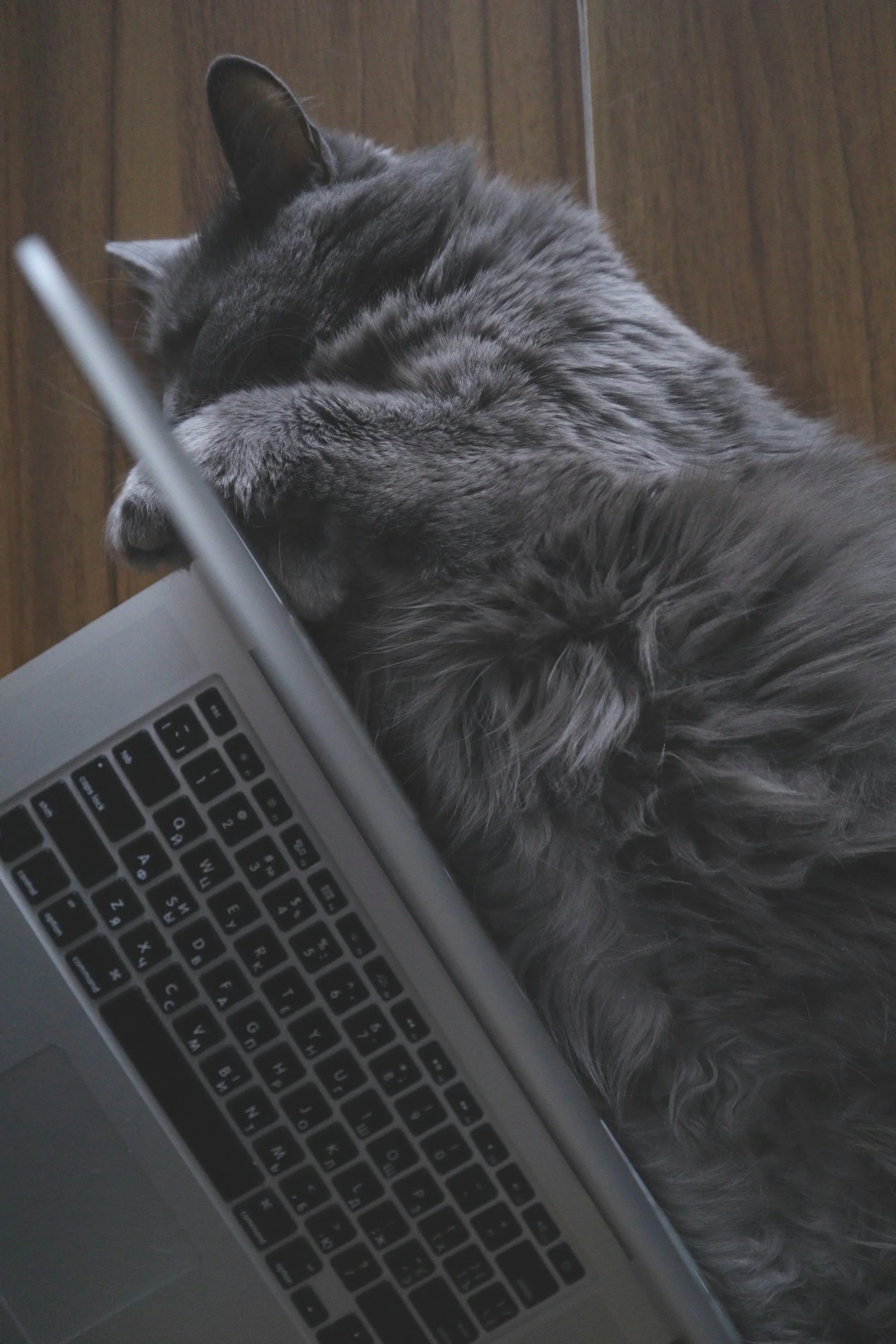 A gray tabby cat sleeping on a wooden floor next to a laptop keyboard, with part of the laptop visible in the foreground.