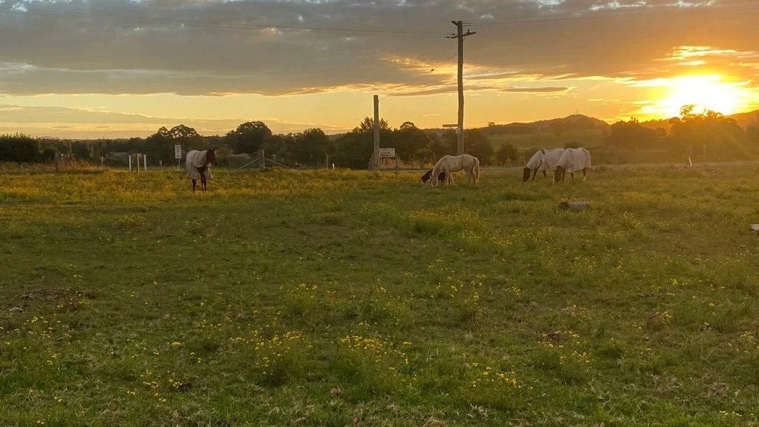 Horse therapy