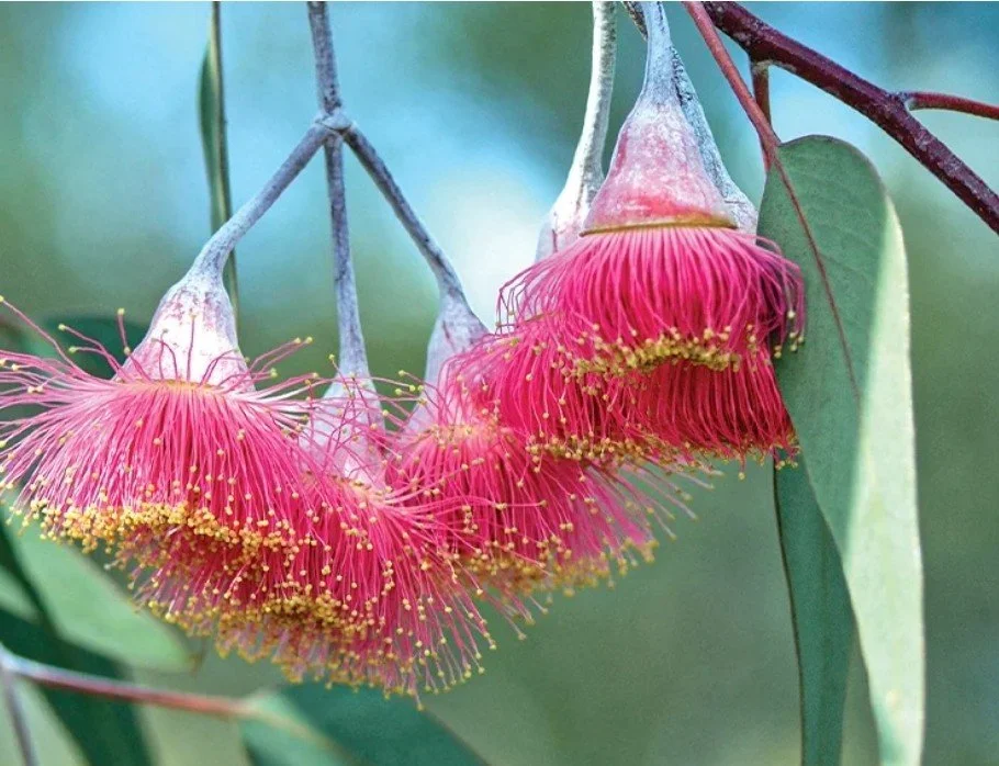 Cultural and Group Supervision