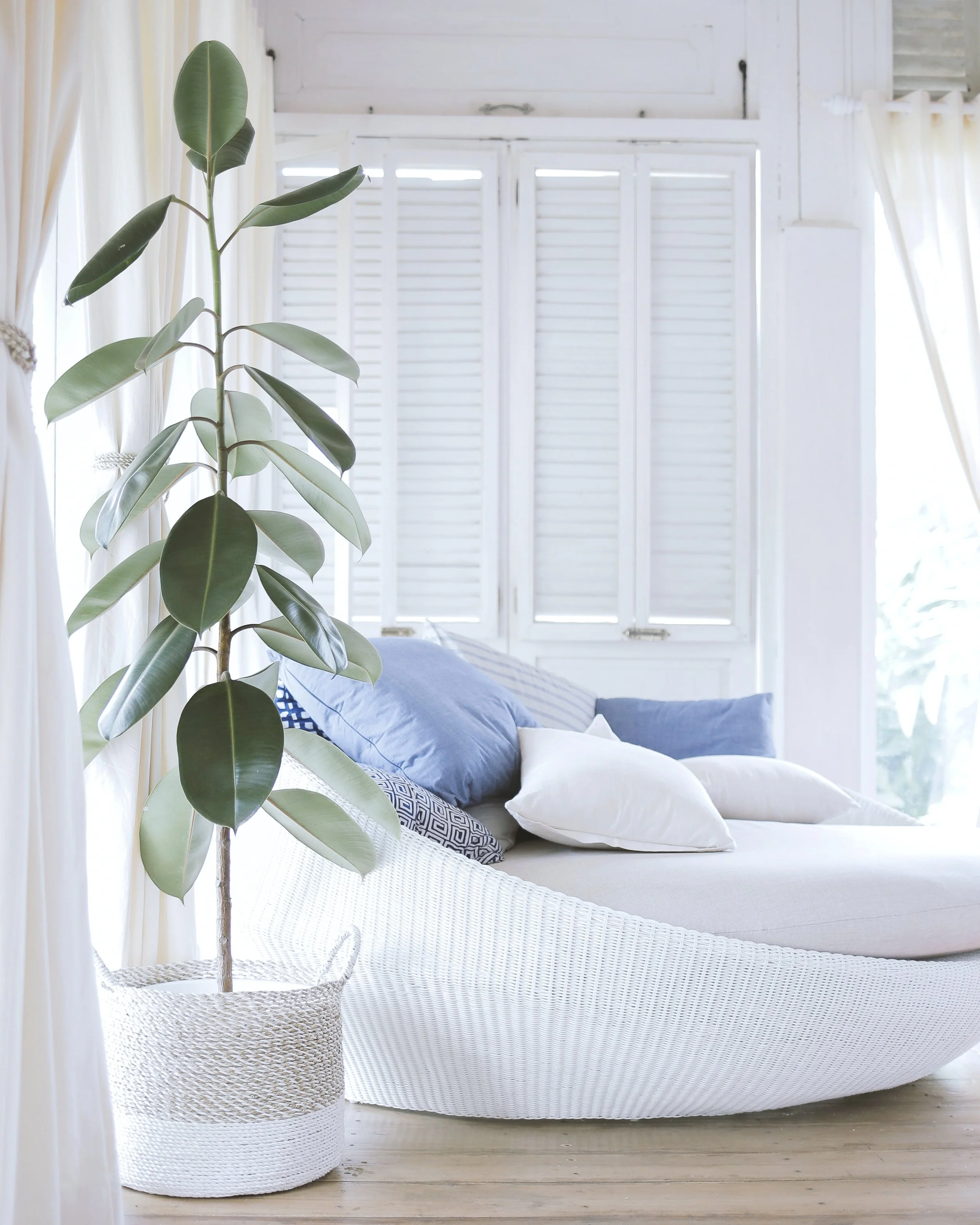 A bright, airy room with a large potted plant with broad, green leaves in the foreground and a white textured lounge chair with blue and white pillows in the background, set against white wooden walls and windows with shutters.