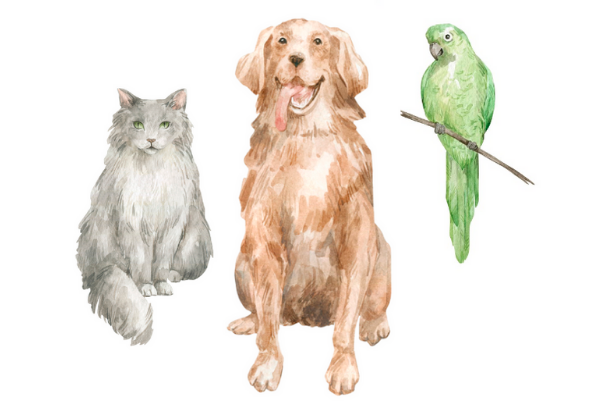 Animal Reiki Journey