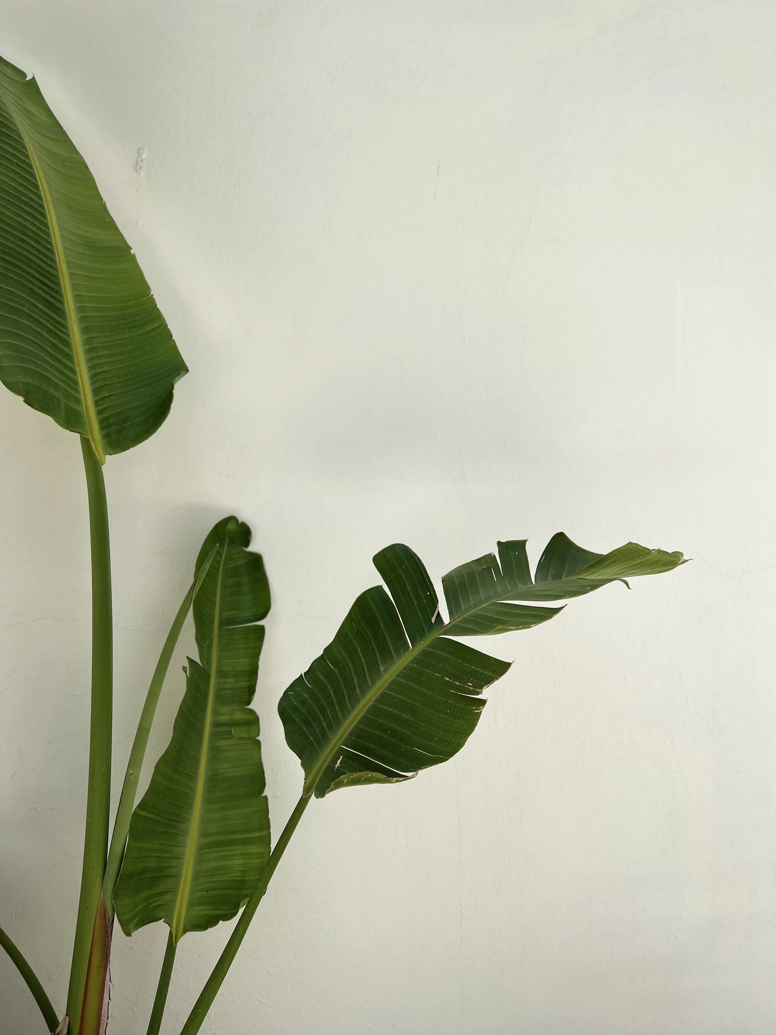 Close-up of a banana plant with large green leaves against a white wall.
