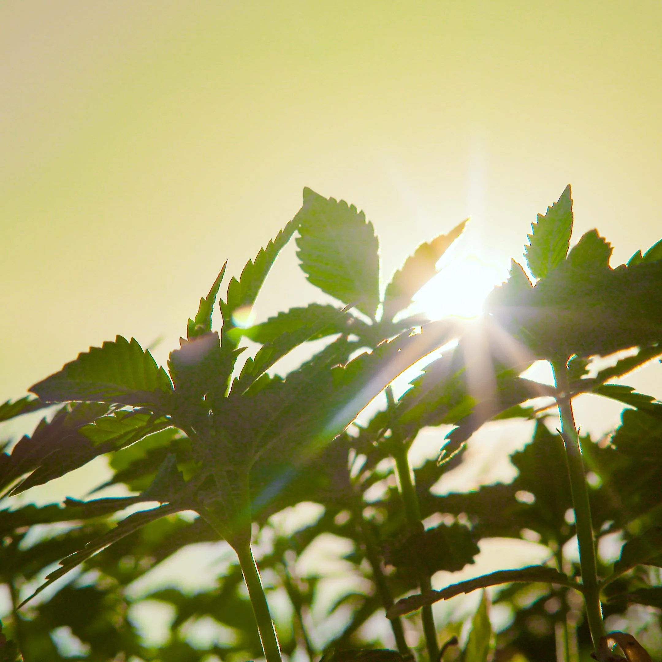 The Hidden Influence of Climate on Cannabis Flavor