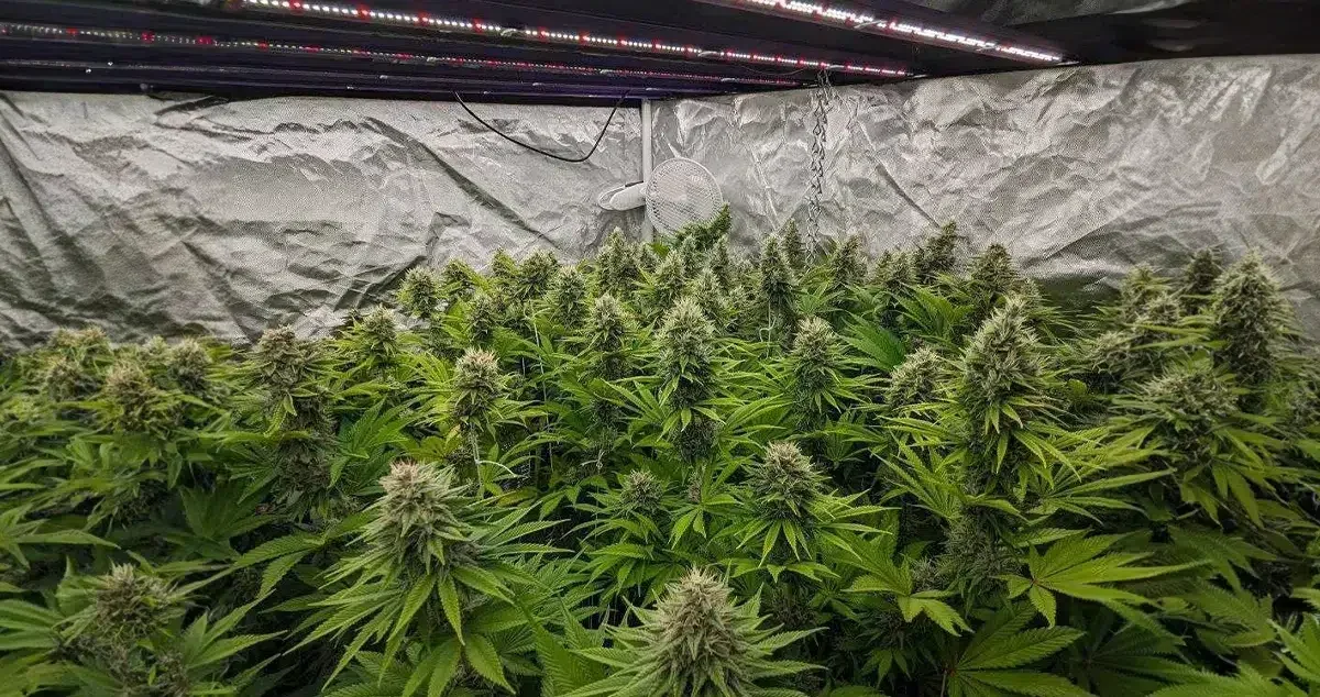 What Makes a Cannabis Cultivar Stable?