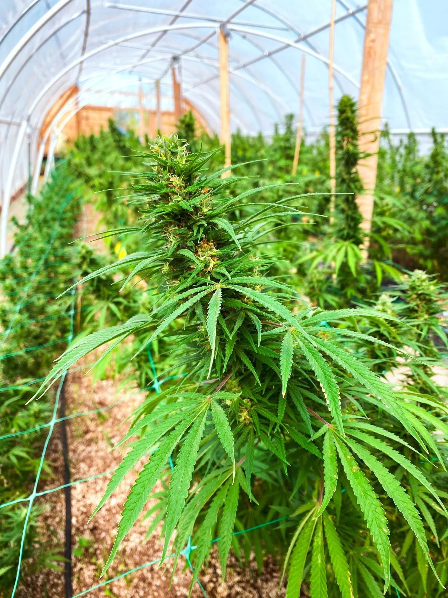 Breeding for Feeling, Not Just THC