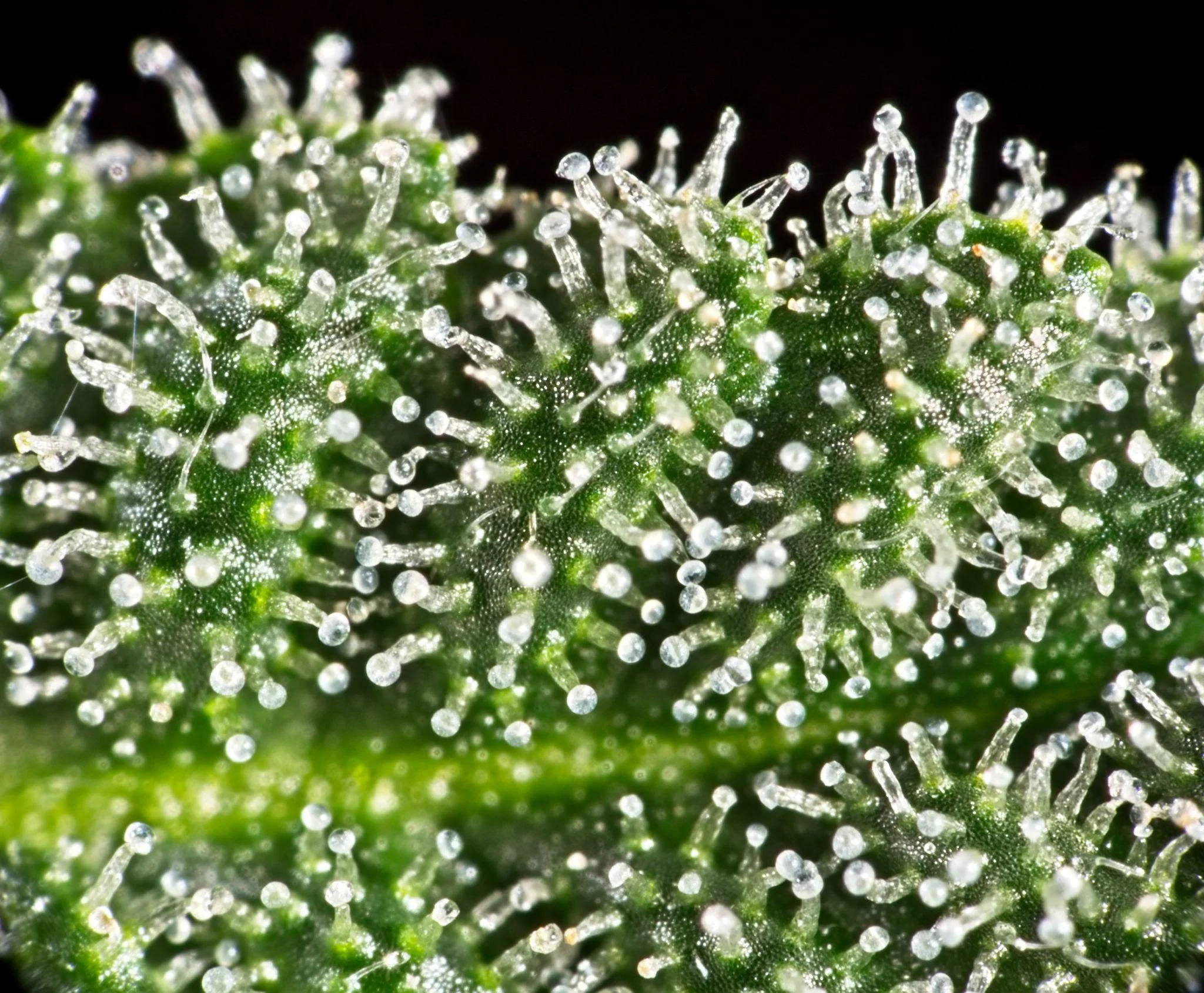 Why Cannabis Terpenes Change Over Generations