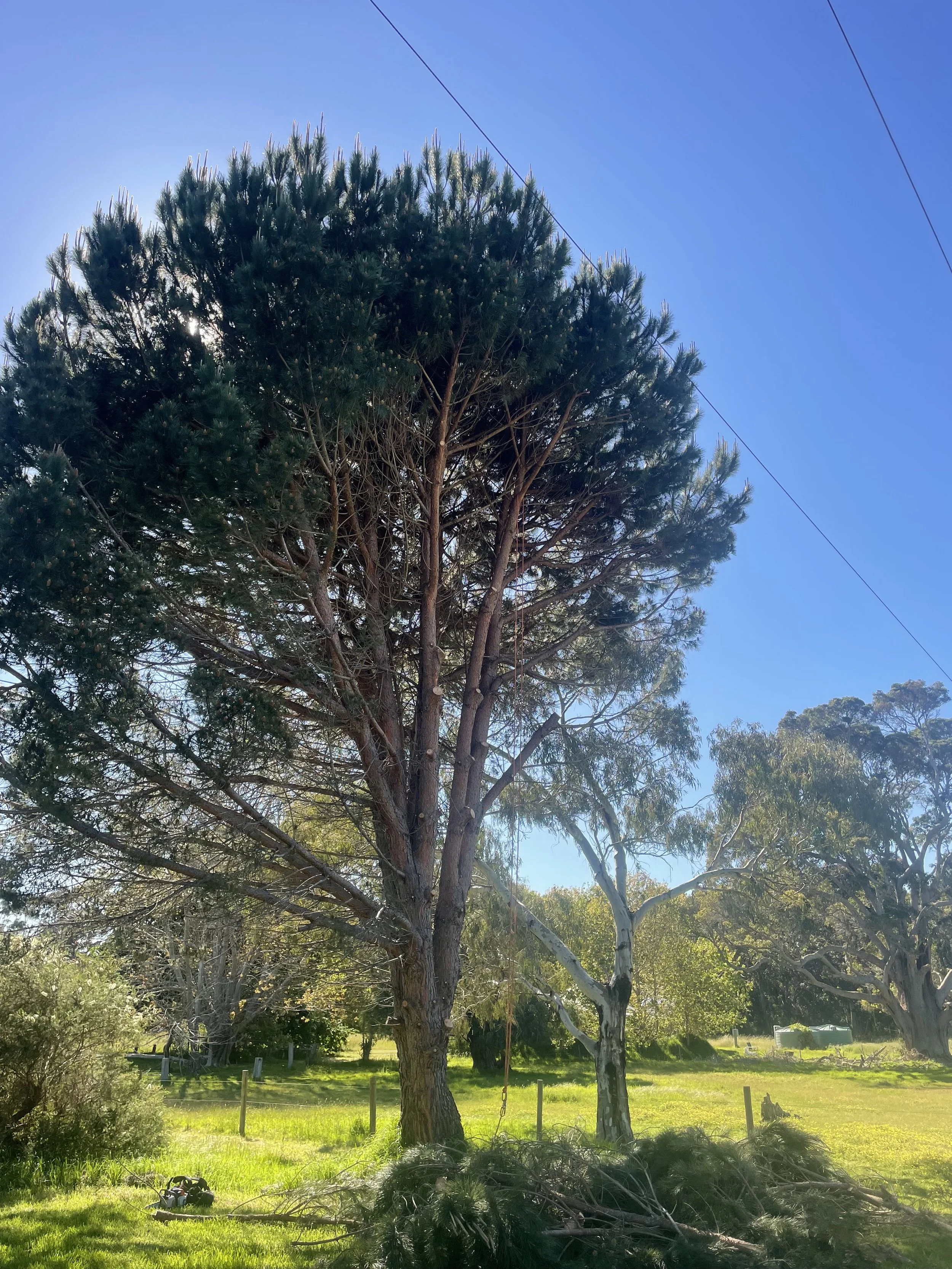 A tall pine tree in a grassy yard with fallen branches in the foreground, other trees and clear blue sky in the background.