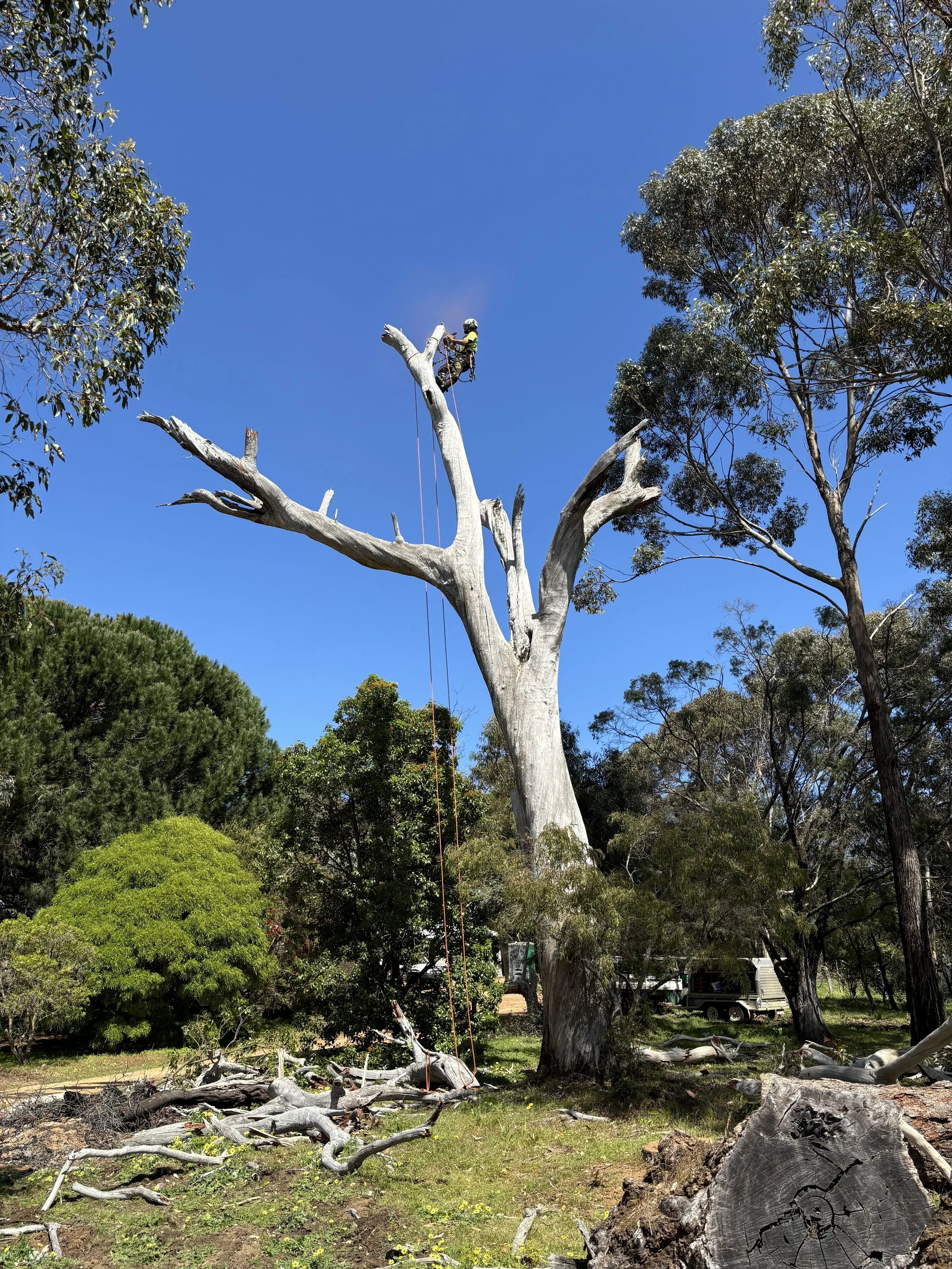 Tree climber in safety gear working on high branches of a large, dead tree with broken branches, surrounded by green trees and under a clear blue sky.