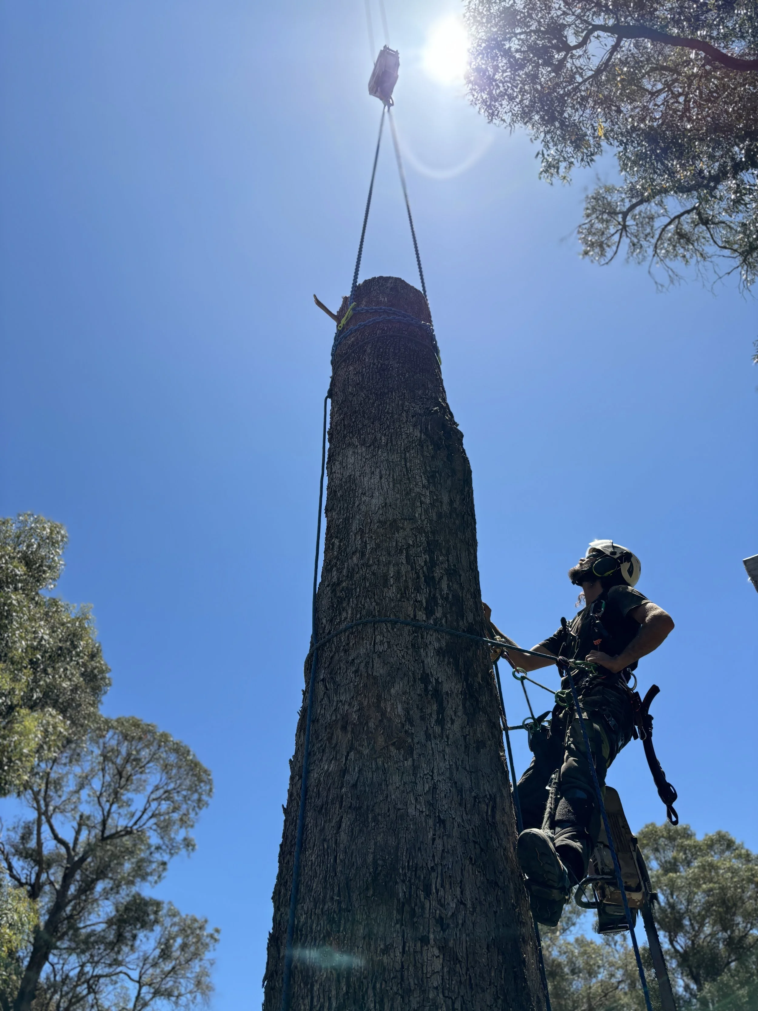 A tree trimmer in safety gear working on a tall tree with a climbing harness, ropes, and helmet, standing on a platform, with the sun shining brightly overhead against a clear blue sky.
