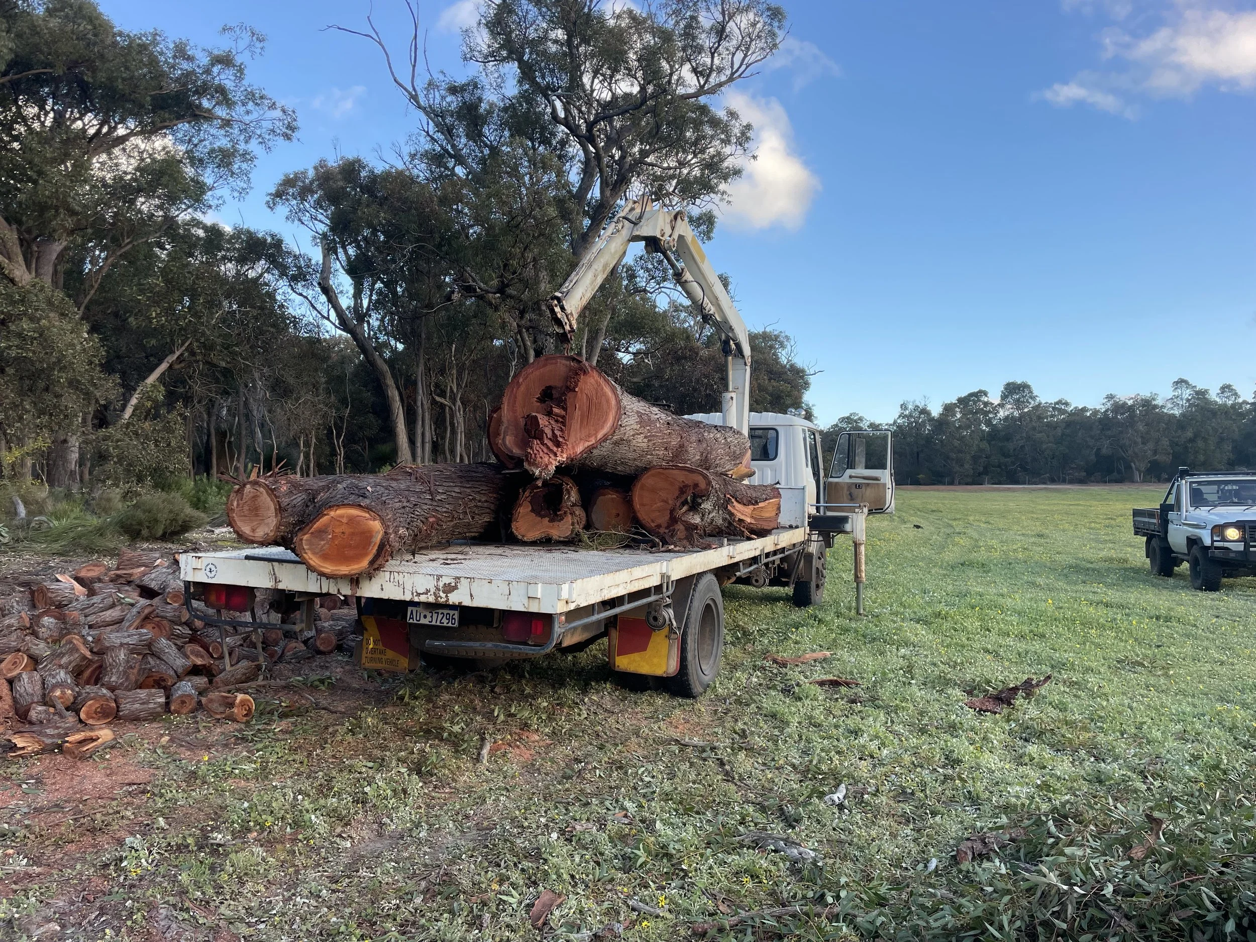 A white truck with a crane arm unloading large logs onto a grassy field. There are small logs scattered on the ground around the truck. In the background, there is a second vehicle parked on the grass and a row of trees under a blue sky with some clouds.