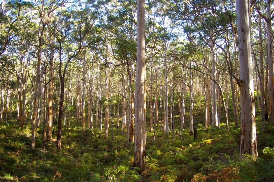 A forest with tall, thin trees and green undergrowth, sunlight filtering through the foliage.