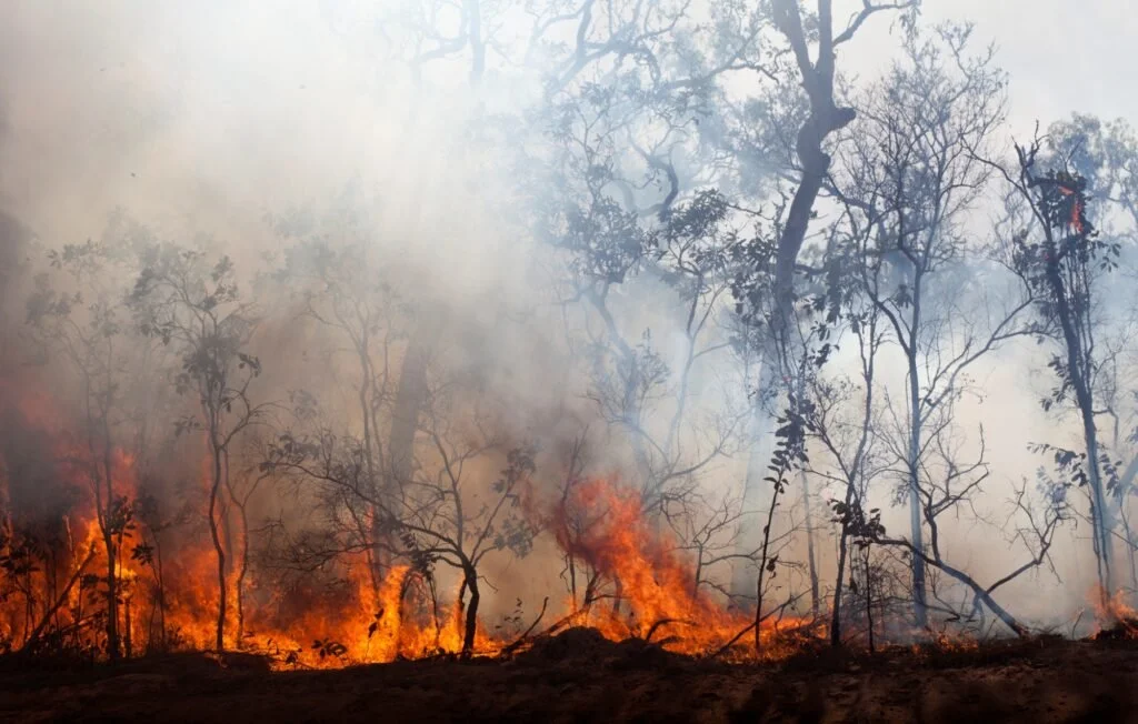 Wildfire burning through a forest, with flames and smoke among leafless trees.