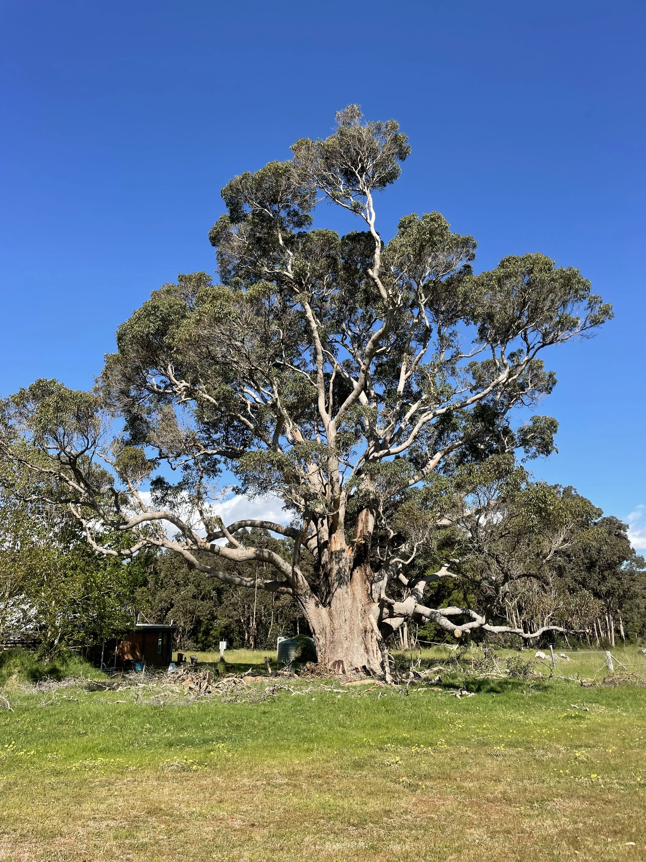 A large, mature tree with a thick trunk and sprawling branches standing in a grassy field under a bright blue sky.