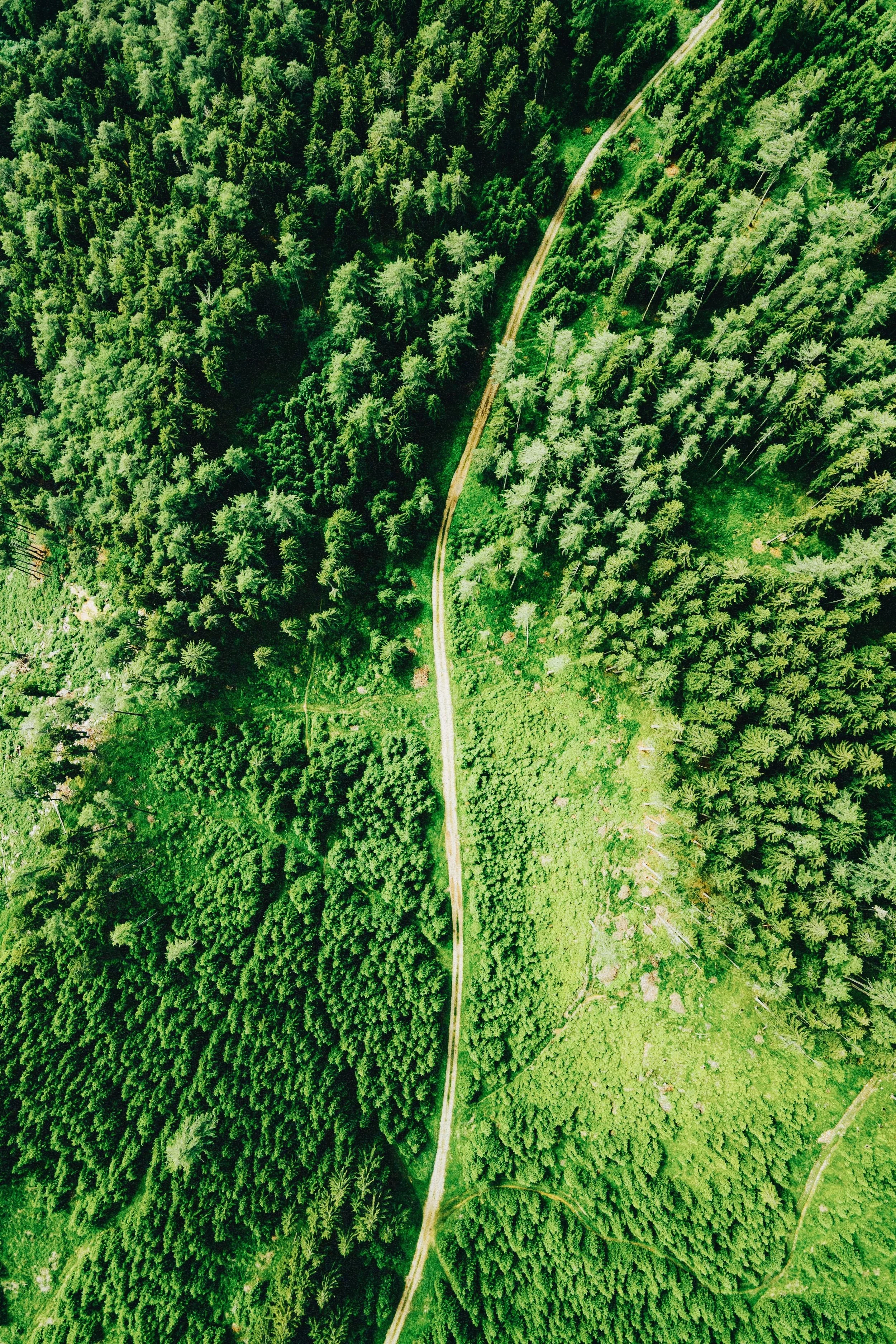 forest-aerial-splash-edit-grain.JPG