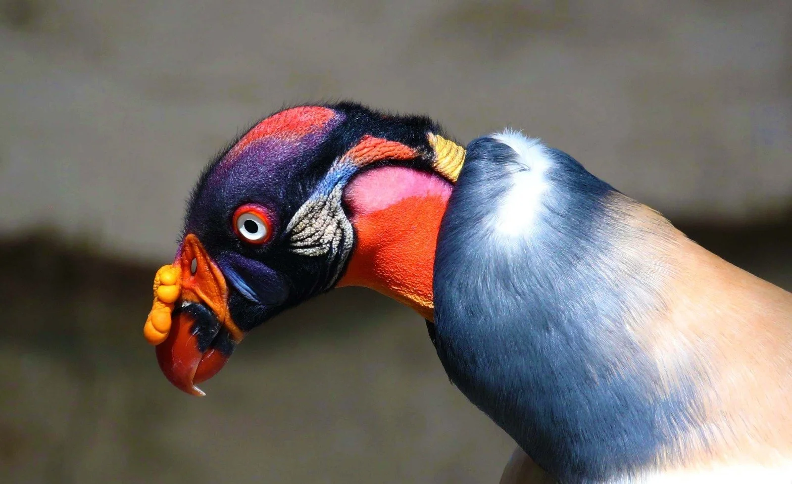 WhatsApp Image 2026-03-31 at 9.21.58 AM (1).jpeg