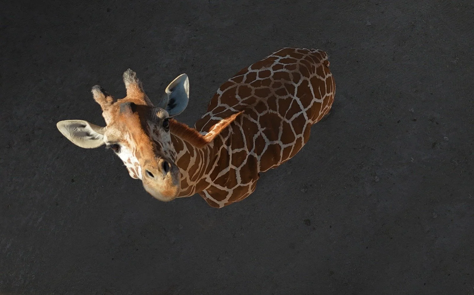 Presentan exposición fotográfica en el Zoológico de León