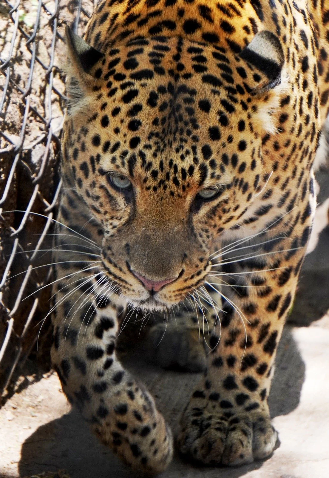 WhatsApp Image 2026-03-31 at 9.21.59 AM (3).jpeg