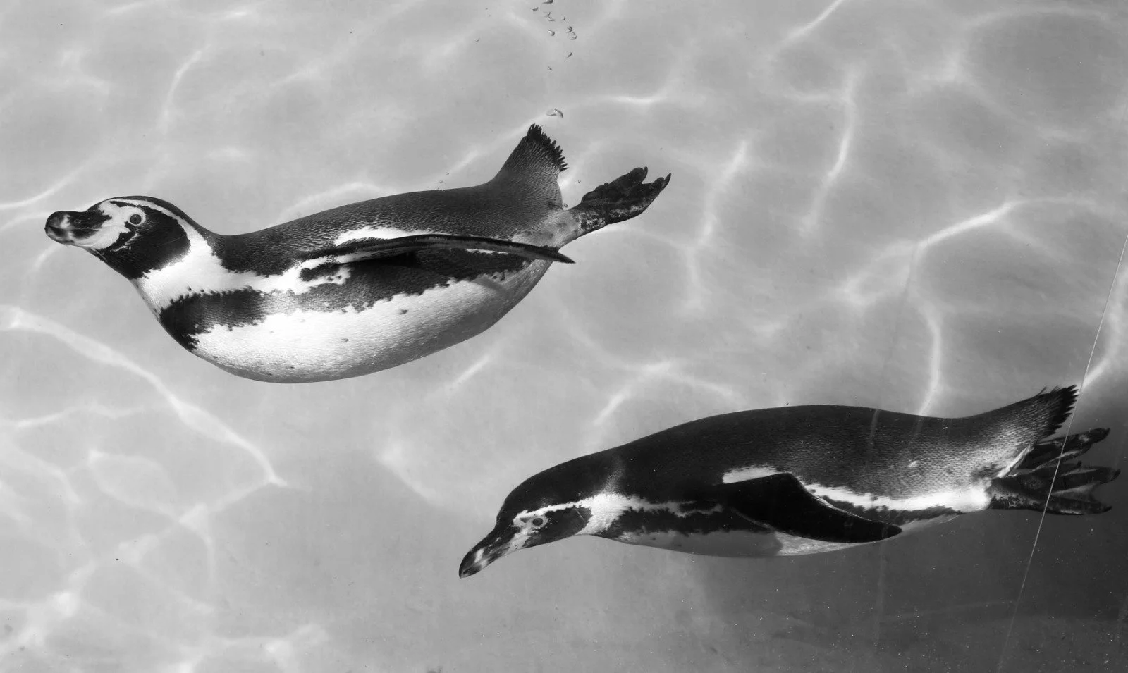 WhatsApp Image 2026-03-31 at 9.21.58 AM (2).jpeg