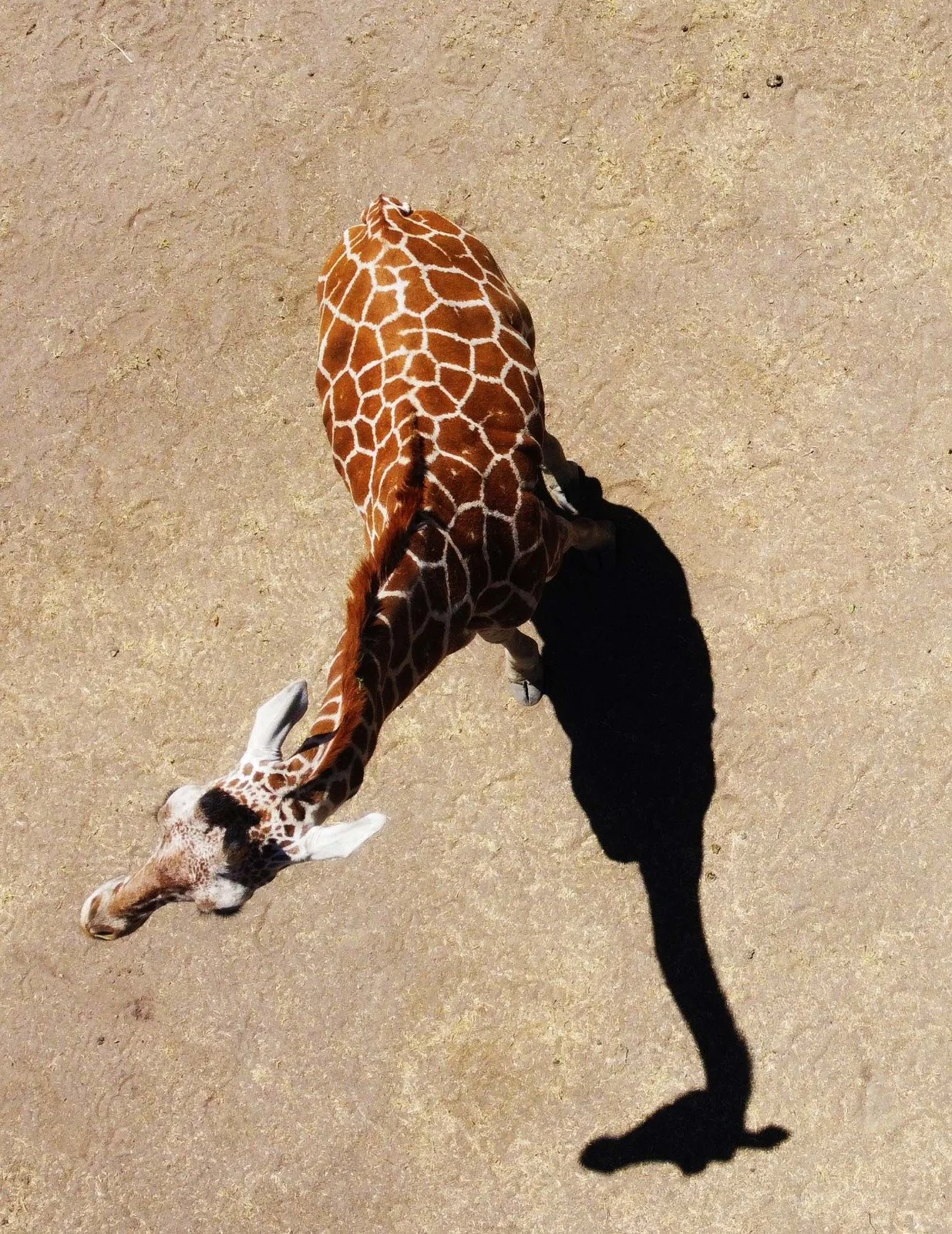 WhatsApp Image 2026-03-31 at 9.21.57 AM (1).jpeg