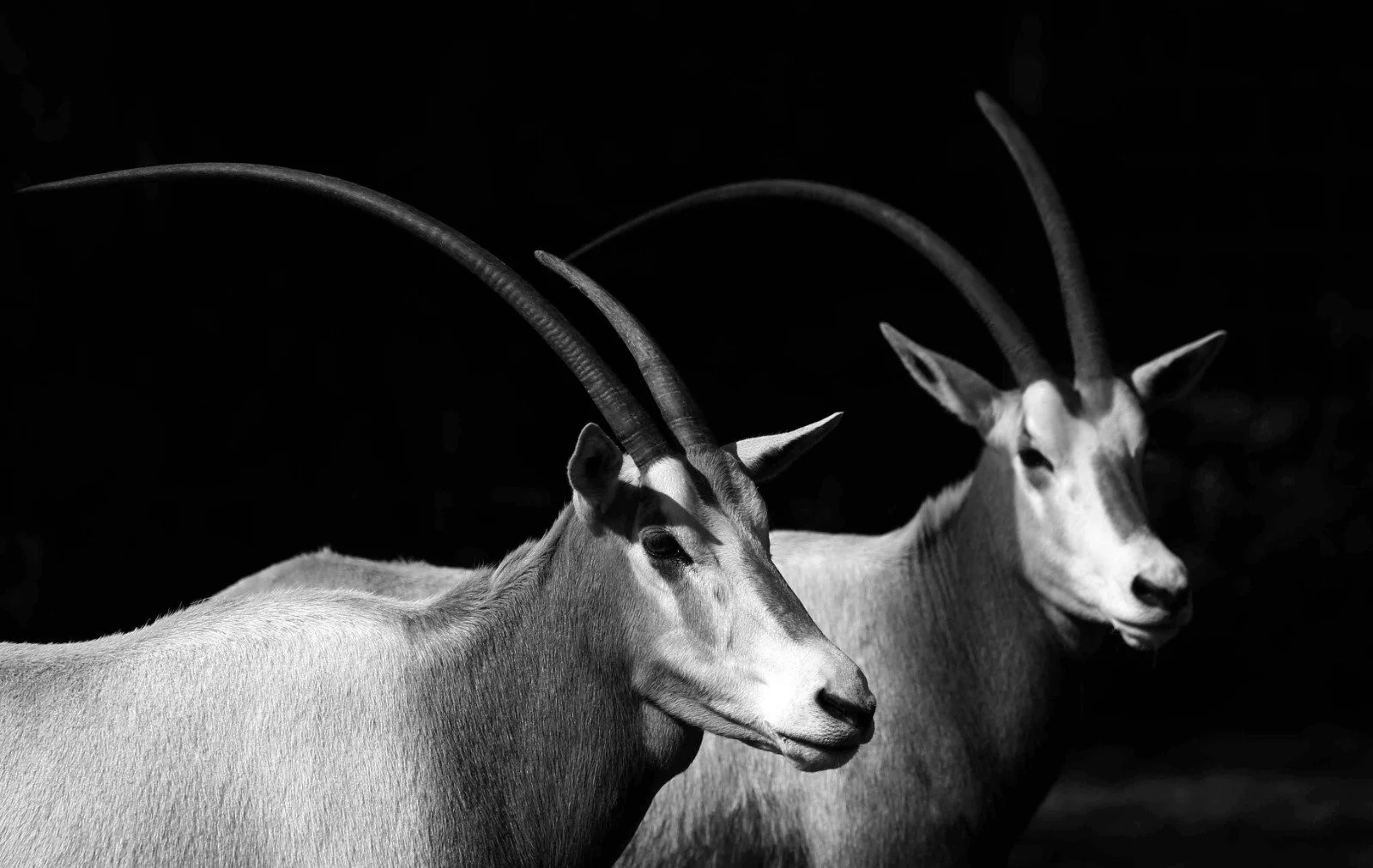 WhatsApp Image 2026-03-31 at 9.21.57 AM (2).jpeg