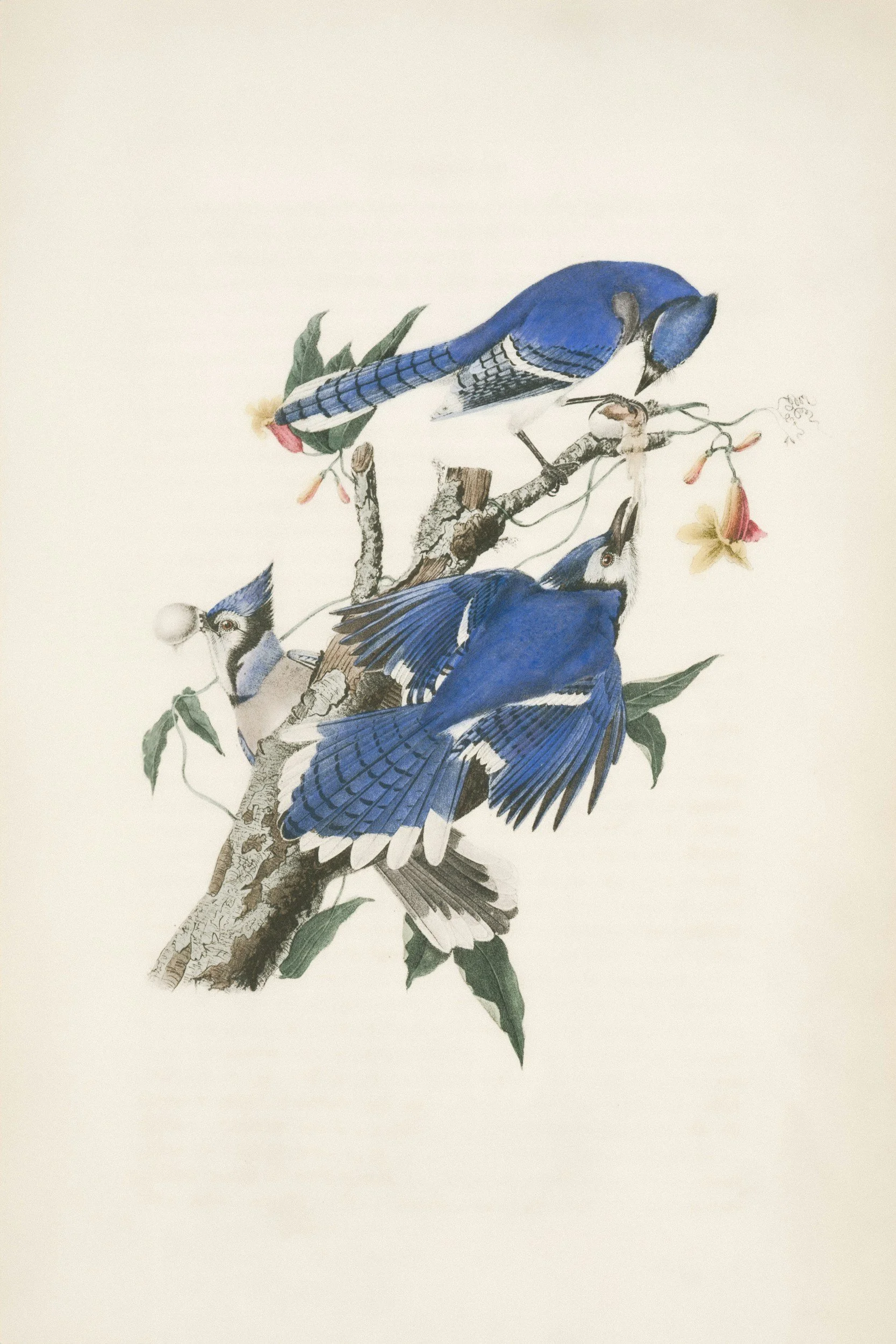 Ilustración de Aves