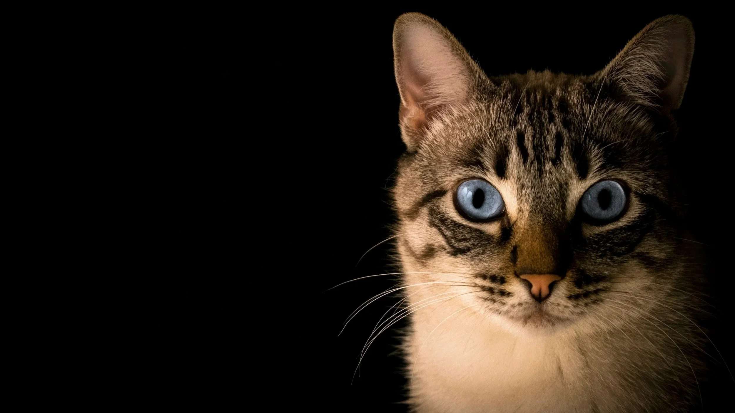 Museo del Gato en CDMX atrae a visitantes con experiencias inmersivas y una causa animal