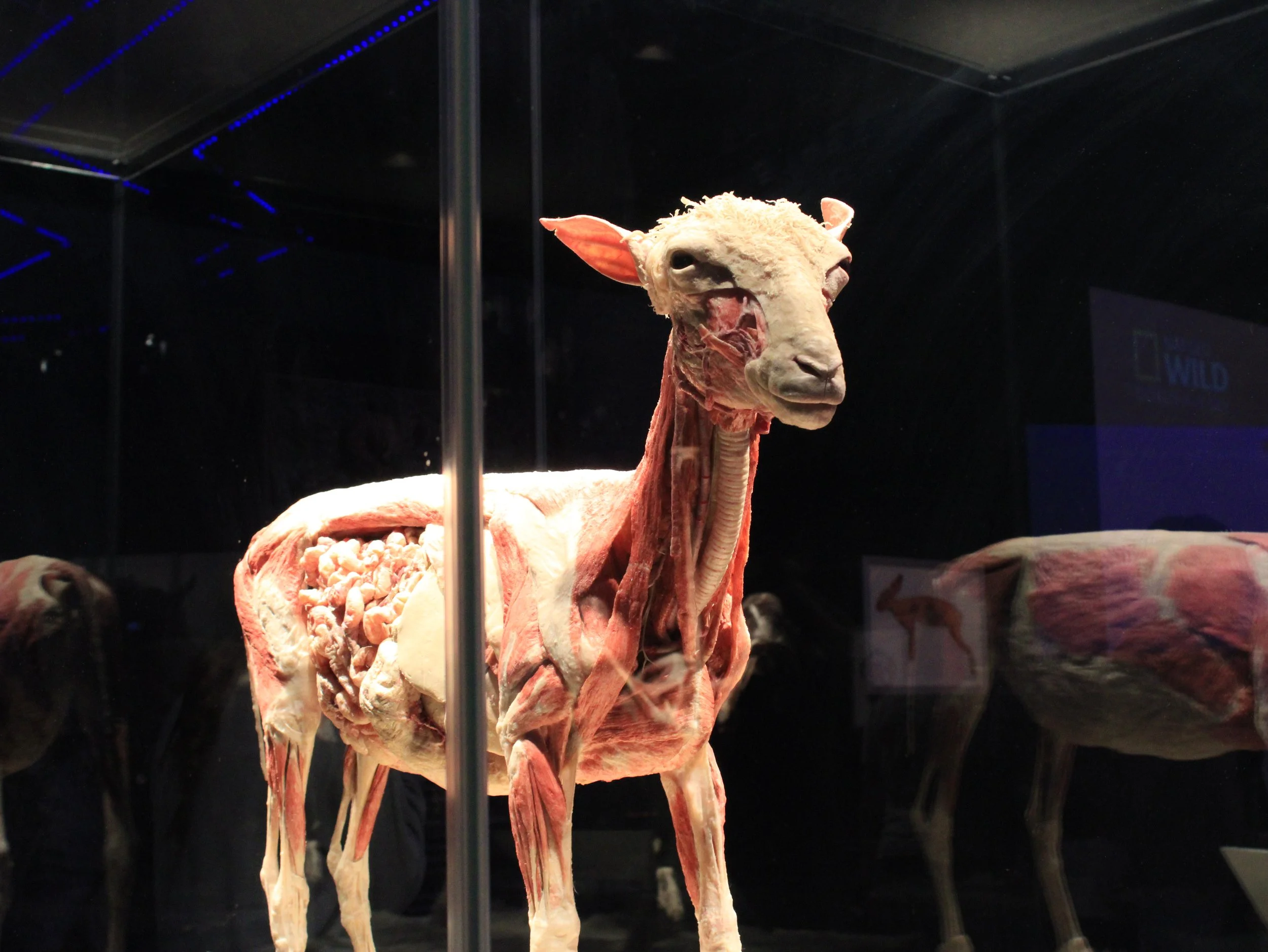 Éxito total la exposición Animals Inside Out de Explora León