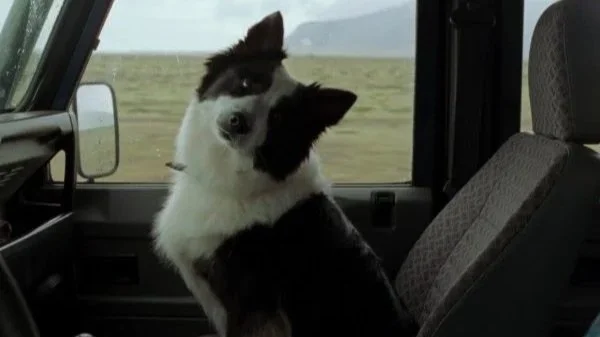 Llega a cines mexicanos "El amor que permanece", la película protagonizada por la perrita ganadora en Cannes