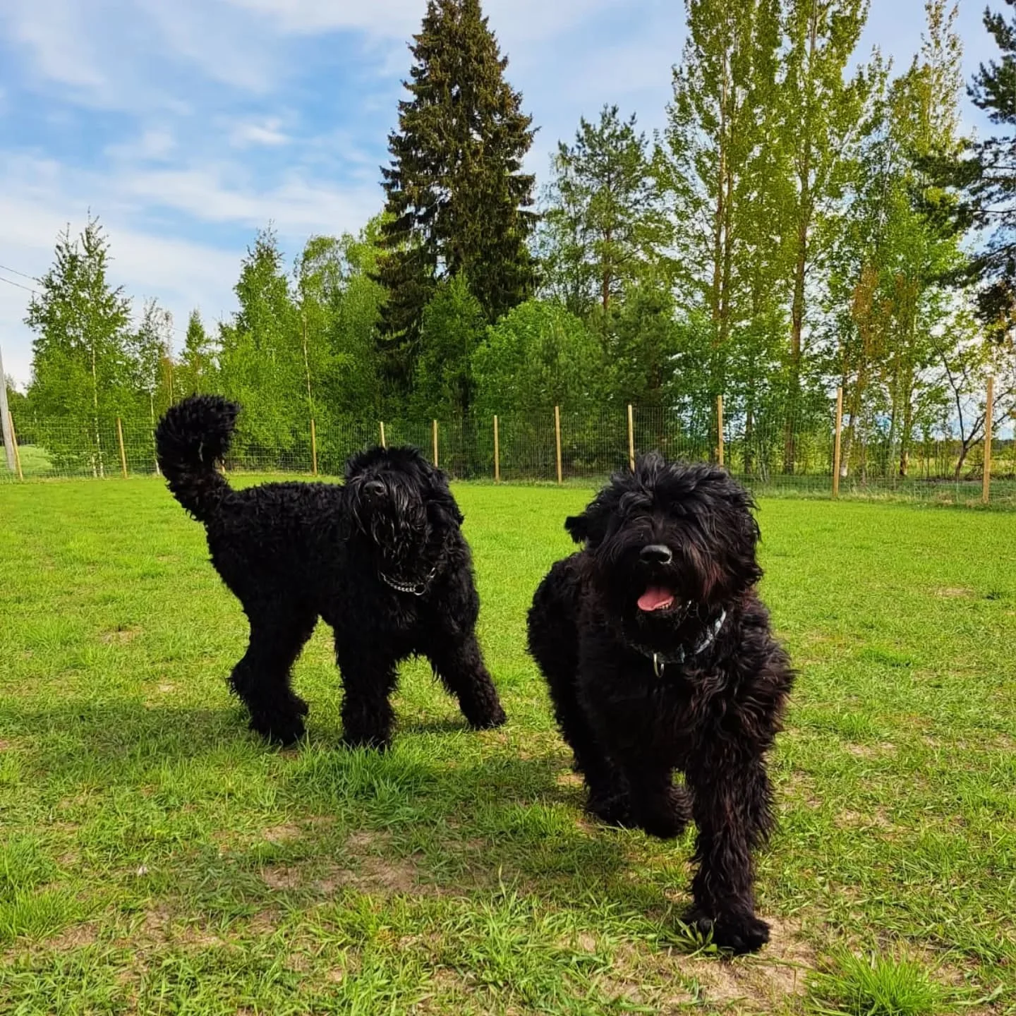 En&auml;&auml; 5 kuukautta juhannukseen! Koirahoitolan varauskalenterissa on jo merkint&ouml;j&auml; kes&auml;lle ja jopa uudelle vuodelle saakka ✨️

Muistathan tehd&auml; varauksesi hyviss&auml; ajoin etenkin lomakausille - huoleton loma on aina par
