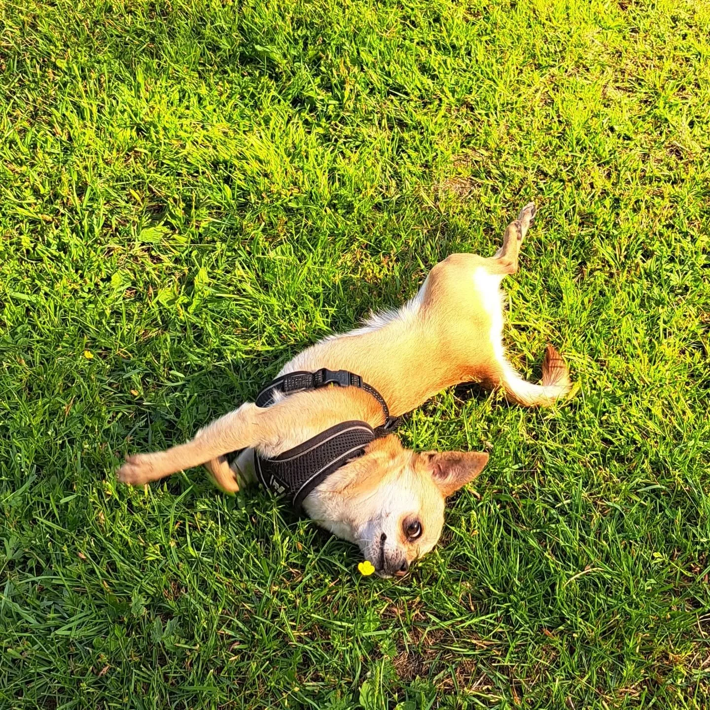 Koirahoitolamme v&auml;ki heng&auml;ht&auml;&auml; 2.-11.8. v&auml;lisen ajan eli hoitola on suljettu tuolloin 👋

Emme ole tuona aikana puhelimitse tavoitettavissa, mutta tarkistamme s&auml;hk&ouml;postit ja viestit aina mahdollisuuksien mukaan, vas