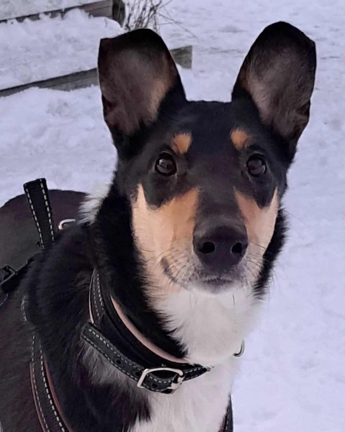 Tiesitk&ouml;, ett&auml; Lumijoella p&auml;&auml;see hiiht&auml;m&auml;&auml;n koirien kanssa? Alla ohjeistus Lumijoen kunnan nettisivuilta kopioituna:

" Navigaattorilla hiihtopaikalle l&ouml;yt&auml;&auml; kirjoittamalla osoitteeksi Ukuranper&