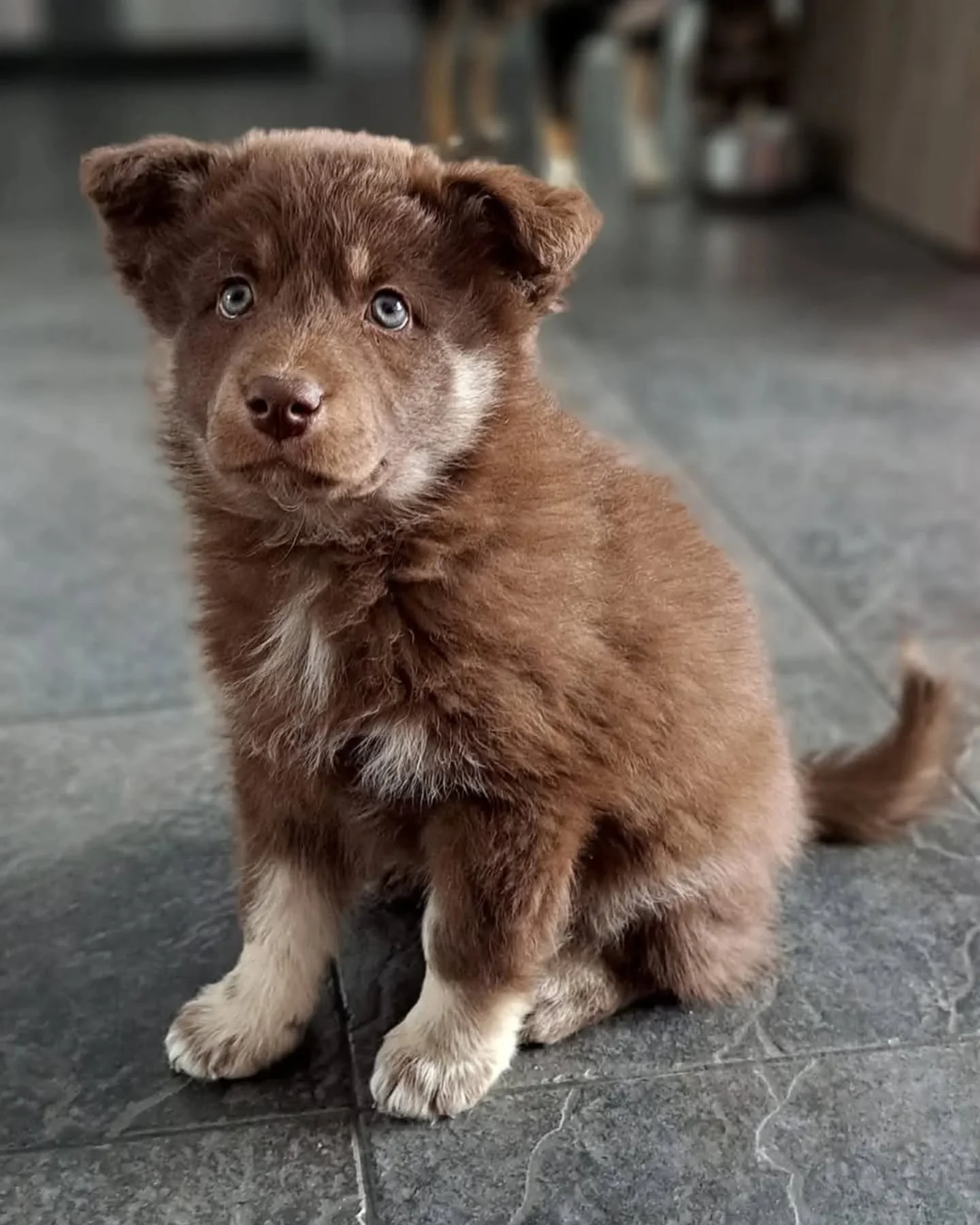 Koirahoitola ja kennel Lumetta kuulumisia p&auml;ivitetty blogiin, k&auml;yh&auml;n lukemassa 🤗

Linkki blogiin l&ouml;ytyy biosta 👉

#koirahoitolalumetta #lumetta #koirahoitola #kennellumetta #kennel #lemmikkihoitola #lapinporokoira #koira #pentu 