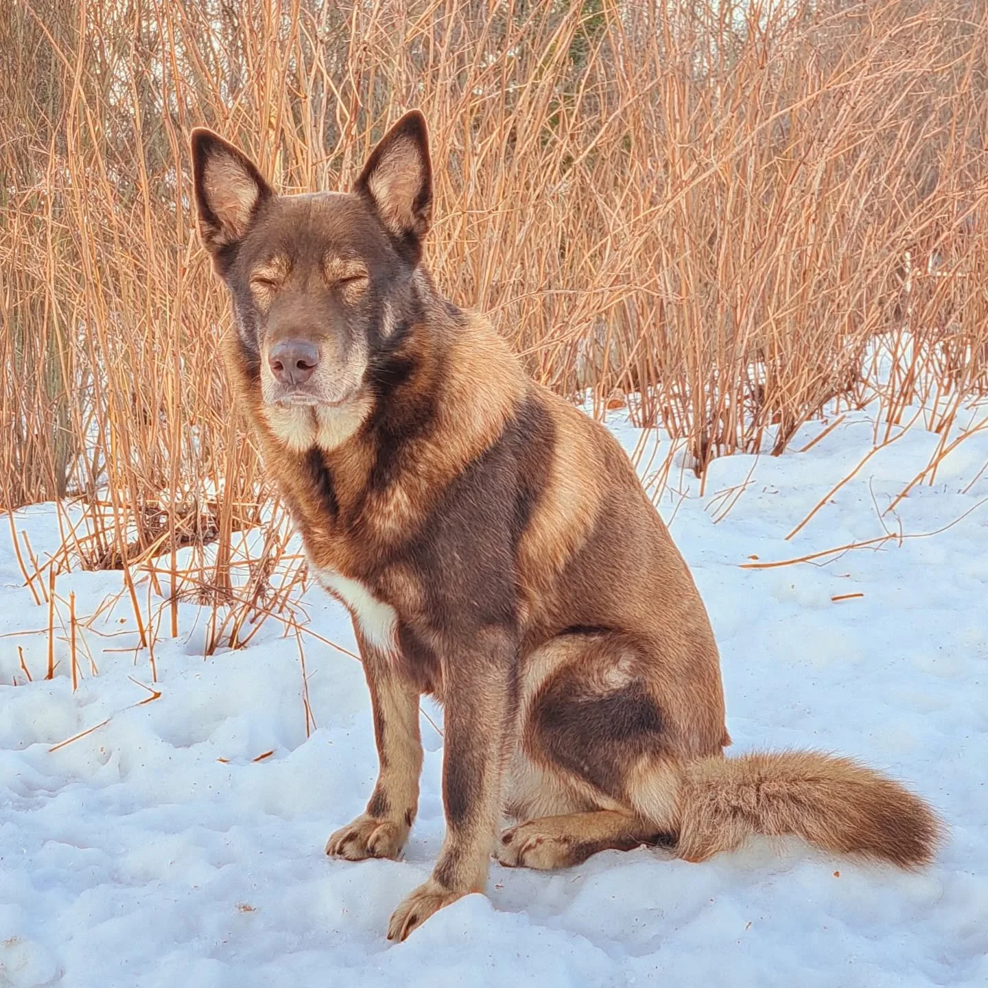 Koirahoitolamme v&auml;ki heng&auml;ht&auml;&auml; 24.-26.1. v&auml;lisen ajan eli hoitola on suljettu tuona aikana 👋

Emme ole puhelimitse tavoitettavissa, mutta tarkistamme s&auml;hk&ouml;postit ja viestit aina mahdollisuuksien mukaan, vastauksiss