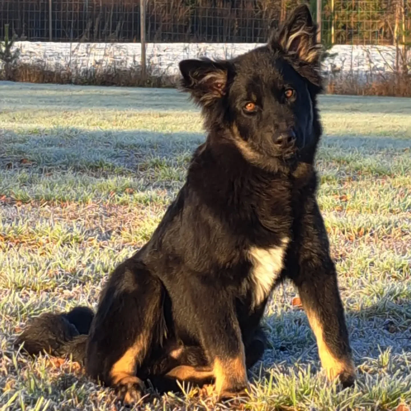 Koirahoitolamme on joulukuun varausten osalta aikalailla t&auml;yttynyt eli hoito varauksia tehd&auml;&auml;n nyt vuoden 2025 puolelle 👋 

#koirahoitolalumetta #koirahoitola #lumetta #lemmikkihoitola #lemmikkihotelli #lumijoki #syksy2025 #talvi #tal