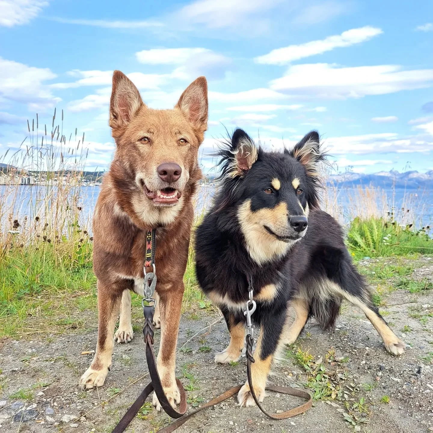 Koirahoitolamme v&auml;ki palailee taas pikkuhiljaa sorvin &auml;&auml;reen eli olemme nyt vastanneet kaikkiin varauksiin ja viesteihin viimeiselt&auml; kahden viikon ajalta 😊

Mik&auml;li jostain syyst&auml; et ole saanut yhteydenottoosi vastausta,