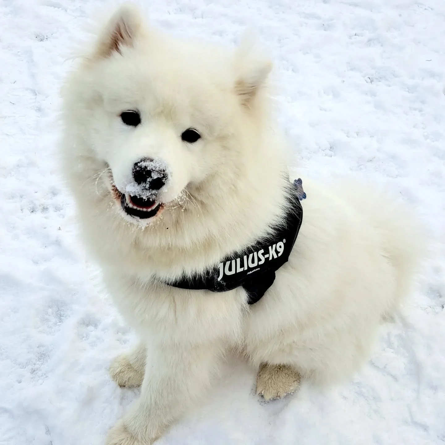 Hei, koirahoitolan nettisivut ovat uudistuneet. Kiitos @admacom_ yhteisty&ouml;st&auml; ja hyv&auml;st&auml; ty&ouml;st&auml; ❤️ 

Nettivaraus ja tiedustelut tms. on nyt mahdollista tehd&auml; yhteydenotto lomakkeen kautta. Perinteisesti puhelimen ja