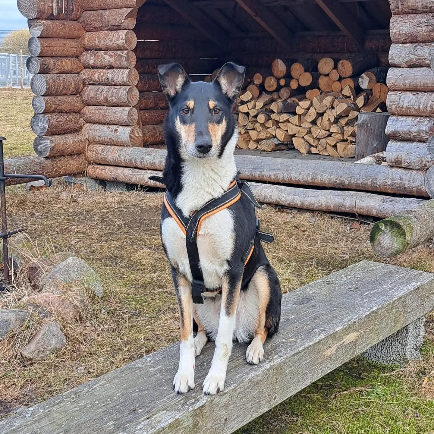 Koirahoitolamme v&auml;ki heng&auml;ht&auml;&auml; 10.-12.4.26 v&auml;lisen ajan eli hoitola on suljettu tuolloin 👋 Raahen l&ouml;yt&ouml;koirien p&auml;ivystys toimii kuitenkin normaalisti perjantaina 10.4.26! 🤗

Nettivarauksemme on k&auml;yt&ouml