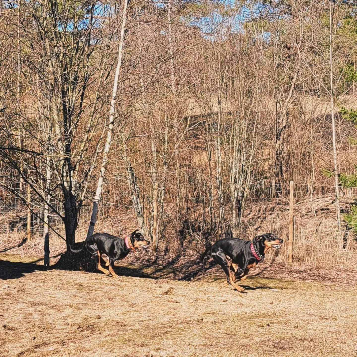 Arvoisat asiakkaamme! ❤

Noudatetaan aina sovittuja kellonaikoja koirien tulo- ja l&auml;ht&ouml;hetkiss&auml;, jotta voimme palvella hoitolamme asukkeja ilman p&auml;ivystyst&auml; sek&auml; turvallisesti.

Jokainen p&auml;ivystys vie hoidokeilta ja