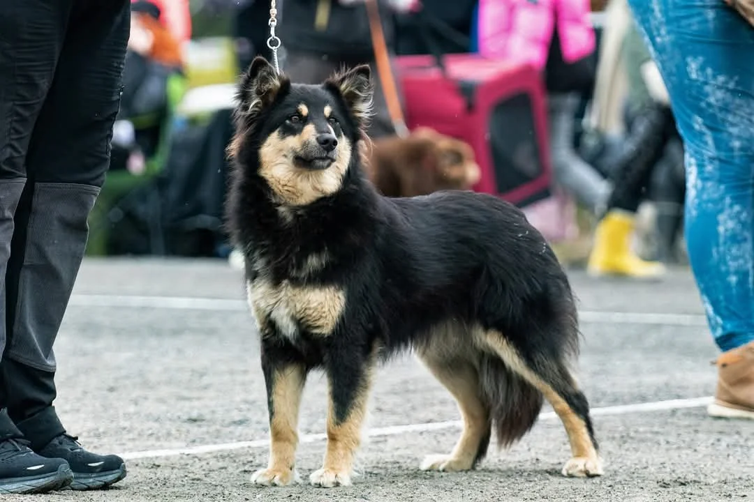 Kuva: Henna Haapaniemi
