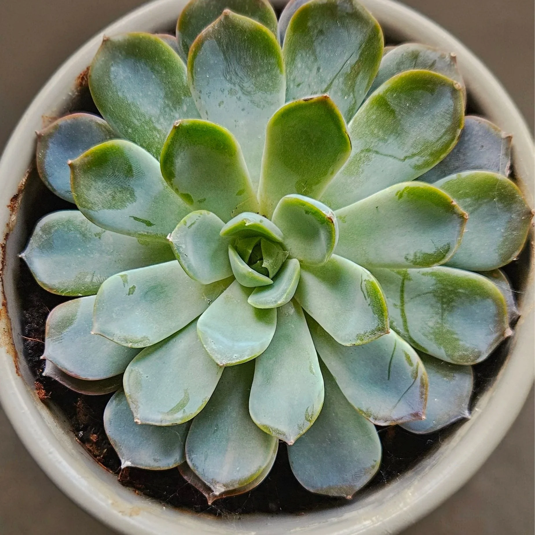 Close-up of a rosette-shaped succulent plant with thick, fleshy green leaves in a white pot.