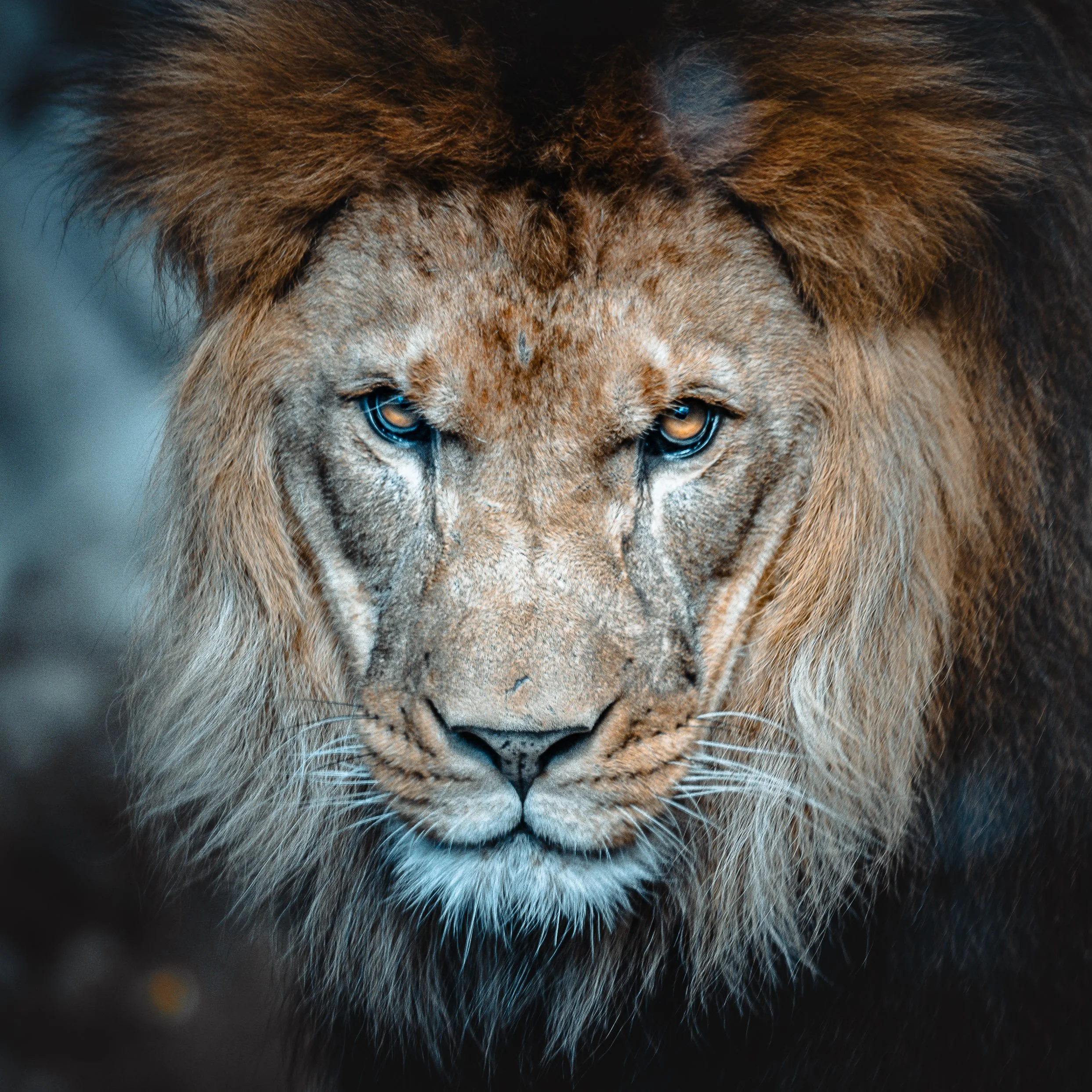 Close-up of a lion's face showing intense eyes and a flowing mane.