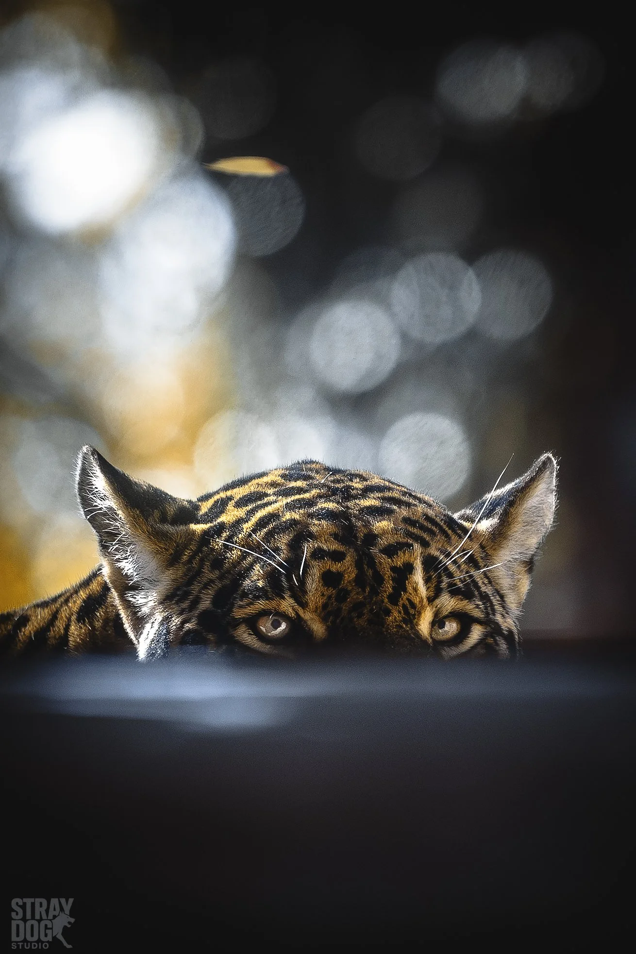 A tiger's head peeking over a surface with intense eyes and distinctive striped fur, with a blurred bokeh background.