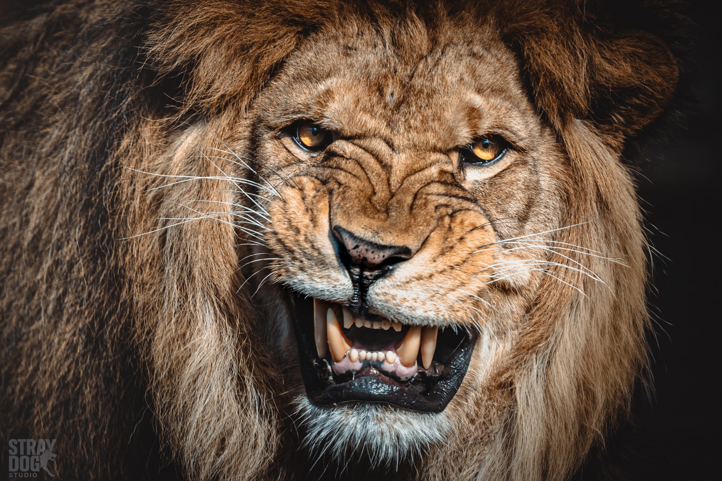 Close-up image of a fierce lion with its mouth open, showing sharp teeth and intense eyes.